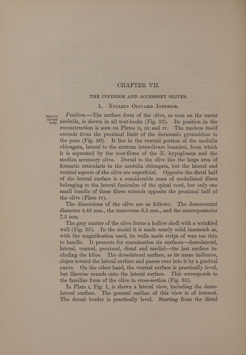 Inferior olivary body. CHAPTER VIL. THE INFERIOR AND ACCESSORY OLIVES. 1. Nucrevs Oxtvaris InFerior. Position.—The surface form of the olive, as seen on the uncut medulla, is shown in all text-books (Fig. 33). Its position in the reconstruction is seen on Plates u, ur and iv. The nucleus itself extends from the proximal limit of the decussatio pyramidum to the pons (Fig. 20). It lies in the ventral portion of the medulla oblongata, lateral to the stratum interolivare lemnisci, from which it is separated by the root-fibres of the N. hypoglossus and the median accessory olive. Dorsal to the olive lies the large area of formatio reticularis in the medulla oblongata, but the lateral and ventral aspects of the olive are superficial. Opposite the distal half of the lateral surface is a considerable mass of medullated fibres belonging to the lateral funiculus of the spinal cord, but only one small bundle of these fibres extends opposite the proximal half of: the olive (Plate tv). The dimensions of the olive are as follows: The dorsoventral diameter 4.48 mm., the transverse 6.5 mm., and the anteroposterior 7.5 mm. The gray matter of the olive forms a hollow shell with a wrinkled wall (Fig. 35). In the model it is made nearly solid inasmuch as, with the magnification used, its walls made strips of wax too thin to handle. It presents for examination six surfaces—dorsolateral, lateral, ventral, proximal, distal and medial—the last surface in- cluding the hilus. The dorsolateral surface, as its name indicates, slopes toward the lateral surface and passes over into it by a gradual curve. On the other hand, the ventral surface is practically level, but likewise rounds onto the lateral surface. This corresponds to the familiar form of the olive in cross-section (Fig. 35). In Plate 1, Fig. 1, is shown a lateral view, including the dorso- lateral surface. The general outline of this view is of interest. The dorsal border is practically level. Starting from the distal
