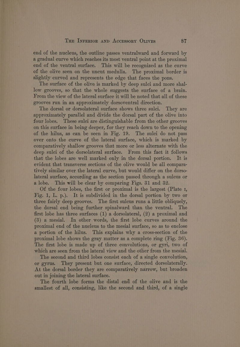 end of the nucleus, the outline passes ventralward and forward by a gradual curve which reaches its most ventral point at the proximal end of the ventral surface. This will be recognized as the curve of the olive seen on the uncut medulla. The proximal border is slightly curved and represents the edge that faces the pons. The surface of the olive is marked by deep sulci and more shal- low grooves, so that the whole suggests the surface of a brain. From the view of the lateral surface it will be noted that all of these grooves run in an approximately dorsoventral direction. The dorsal or dorsolateral surface shows three sulci. They are approximately parallel and divide the dorsal part of the olive into four lobes. These sulci are distinguishable from the other grooves on this surface in being deeper, for they reach down to the opening of the hilus, as can be seen in Fig. 19. The sulci do not pass over onto the curve of the lateral surface, which is marked by comparatively shallow grooves that more or less alternate with the deep sulci of the dorsolateral surface. From this fact it follows that the lobes are well marked only in the dorsal portion. It is evident that transverse sections of the olive would be all compara- tively similar over the lateral curve, but would differ on the dorso- lateral surface, according as the section passed through a sulcus or alobe. This will be clear by comparing Figs. 31 and 32. Of the four lobes, the first or proximal is the largest (Plate 1, Fig. 1, L. p.). It is subdivided in the dorsal portion by two or three fairly deep grooves. The first sulcus runs a little obliquely, the dorsal end being further spinalward than the ventral. The first lobe has three surfaces (1) a dorsolateral, (2) a proximal and (3) a mesial. In other words, the first lobe curves around the proximal end of the nucleus to the mesial surface, so as to enclose a portion of the hilus. This explains why a cross-section of the proximal lobe shows the gray matter as a complete ring (Fig. 36). The first lobe is made up of three convolutions, or gyri, two of which are seen from the lateral view and the other from the mesial. The second and third lobes consist each of a single convolution, or gyrus. They present but one surface, directed dorsolaterally. At the dorsal border they are comparatively narrow, but broaden out in joining the lateral surface. The fourth lobe forms the distal end of the olive and is the smallest of all, consisting, like the second and third, of a single
