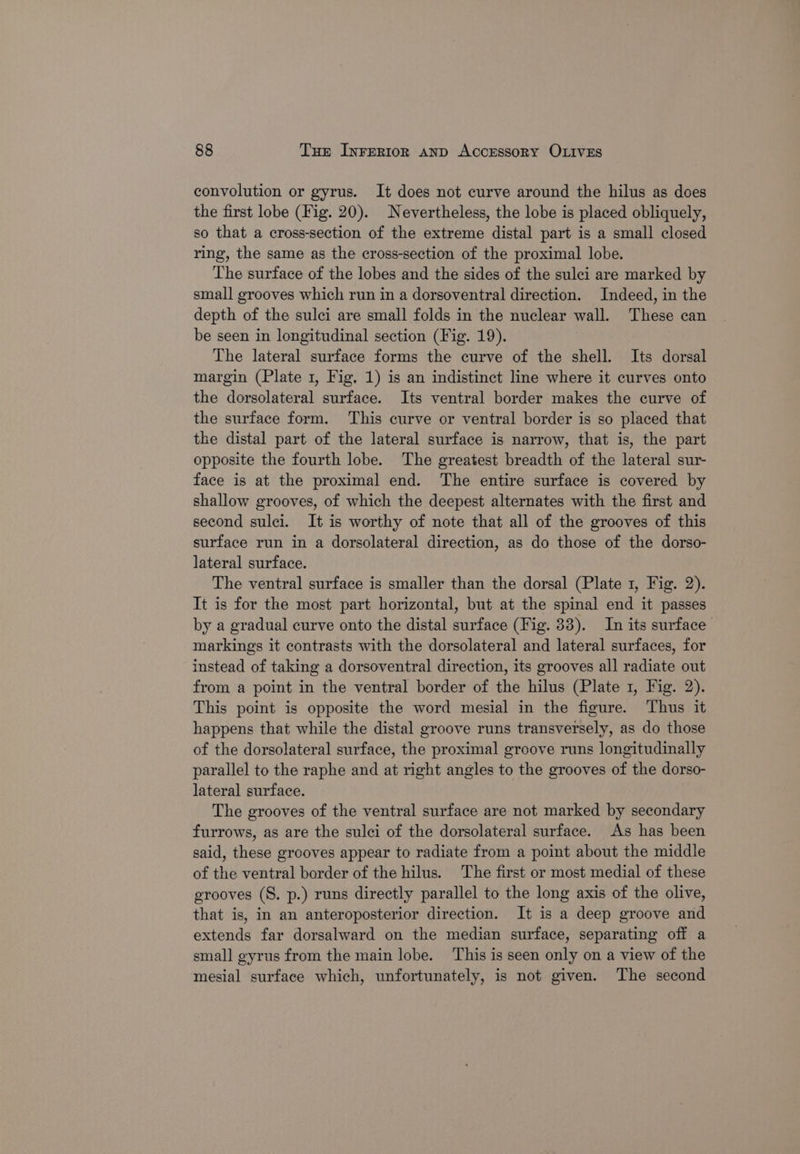 convolution or gyrus. It does not curve around the hilus as does the first lobe (Fig. 20). Nevertheless, the lobe is placed obliquely, so that a cross-section of the extreme distal part is a small closed ring, the same as the cross-section of the proximal lobe. The surface of the lobes and the sides of the sulci are marked by small grooves which run in a dorsoventral direction. Indeed, in the depth of the sulci are small folds in the nuclear wall. These can be seen in longitudinal section (Fig. 19). The lateral surface forms the curve of the shell. Its dorsal margin (Plate 1, Fig. 1) is an indistinct line where it curves onto the dorsolateral surface. Its ventral border makes the curve of the surface form. This curve or ventral border is so placed that the distal part of the lateral surface is narrow, that is, the part opposite the fourth lobe. The greatest breadth of the lateral sur- face is at the proximal end. The entire surface is covered by shallow grooves, of which the deepest alternates with the first and second sulci. It is worthy of note that all of the grooves of this surface run in a dorsolateral direction, as do those of the dorso- lateral surface. The ventral surface is smaller than the dorsal (Plate 1, Fig. 2). It is for the most part horizontal, but at the spinal end it passes by a gradual curve onto the distal surface (Fig. 33). In its surface markings it contrasts with the dorsolateral and lateral surfaces, for instead of taking a dorsoventral direction, its grooves all radiate out from a point in the ventral border of the hilus (Plate 1, Fig. 2). This point is opposite the word mesial in the figure. Thus it happens that while the distal groove runs transversely, as do those of the dorsolateral surface, the proximal groove runs longitudinally parallel to the raphe and at right angles to the grooves of the dorso- lateral surface. The grooves of the ventral surface are not marked by secondary furrows, as are the sulci of the dorsolateral surface. As has been said, these grooves appear to radiate from a point about the middle of the ventral border of the hilus. The first or most medial of these grooves (S. p.) runs directly parallel to the long axis of the olive, that is, in an anteroposterior direction. It is a deep groove and extends far dorsalward on the median surface, separating off a small gyrus from the main lobe. This is seen only on a view of the mesial surface which, unfortunately, is not given. The second