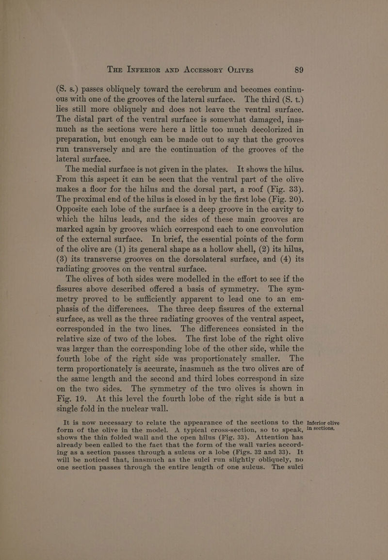 (S. s.) passes obliquely toward the cerebrum and becomes continu- ous with one of the grooves of the lateral surface. The third (S. t.) lies still more obliquely and does not leave the ventral surface. The distal part of the ventral surface is somewhat damaged, inas- much as the sections were here a little too much decolorized in preparation, but enough can be made out to say that the grooves run transversely and are the continuation of the grooves of the lateral surface. The medial surface is not given in the plates. It shows the hilus. From this aspect it can be seen that the ventral part of the olive makes a floor for the hilus and the dorsal part, a roof (Fig. 33). The proximal end of the hilus is closed in by the first lobe (Fig. 20). Opposite each lobe of the surface is a deep groove in the cavity to which the hilus leads, and the sides of these main grooves are marked again by grooves which correspond each to one convolution of the external surface. In brief, the essential points of the form of the olive are (1) its general shape as a hollow shell, (2) its hilus, (3) its transverse grooves on the dorsolateral surface, and (4) its radiating grooves on the ventral surface. The olives of both sides were modelled in the effort to see if the fissures above described offered a basis of symmetry. The sym- metry proved to be sufficiently apparent to lead one to an em- phasis of the differences. The three deep fissures of the external ' surface, as well as the three radiating grooves of the ventral aspect, corresponded in the two lines. The differences consisted in the relative size of two of the lobes. The first lobe of the right olive was larger than the corresponding lobe of the other side, while the fourth lobe of the right side was proportionately smaller. The term proportionately is accurate, inasmuch as the two olives are of the same length and the second and third lobes correspond in size on the two sides. The symmetry of the two olives is shown in Fig. 19. At this level the fourth lobe of the right side is but a single fold in the nuclear wall. It is now necessary to relate the appearance of the sections to the form of the olive in the model. A typical cross-section, so to speak, shows the thin folded wall and the open hilus (Fig. 33). Attention has already been called to the fact that the form of the wall varies accord- ing as a section passes through a sulcus or a lobe (Figs. 32 and 33). It will be noticed that, inasmuch as the sulci run slightly obliquely, no one section passes through the entire length of one sulcus. The sulci Inferior olive in sections,