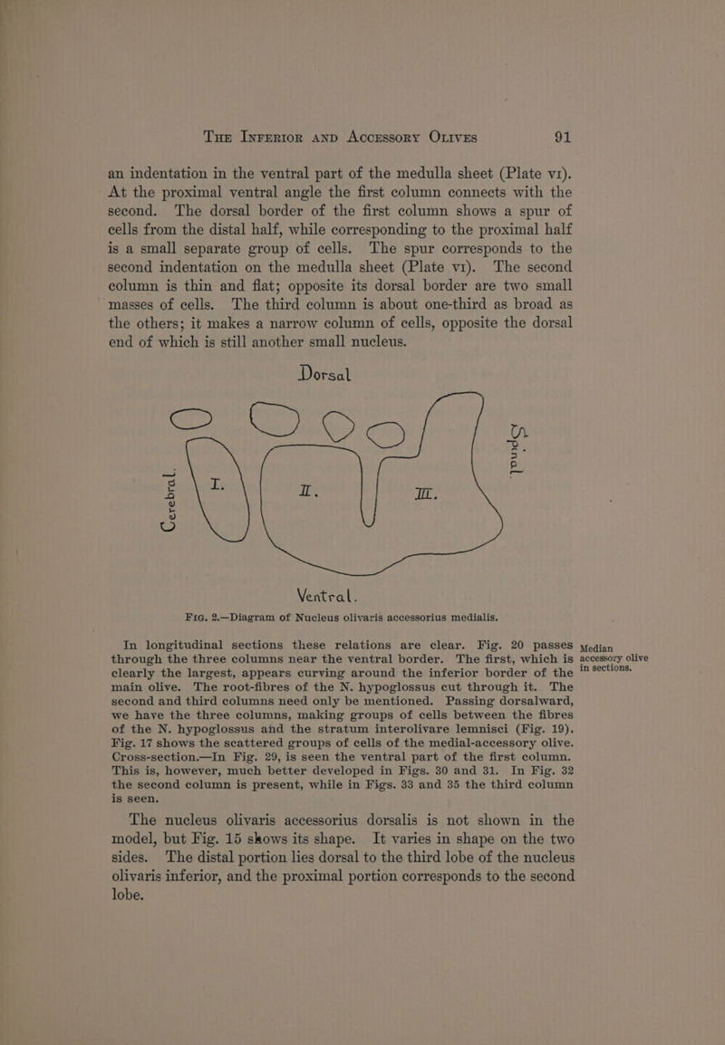 an indentation in the ventral part of the medulla sheet (Plate vr). At the proximal ventral angle the first column connects with the second. The dorsal border of the first column shows a spur of cells from the distal half, while corresponding to the proximal half is a small separate group of cells. The spur corresponds to the second indentation on the medulla sheet (Plate v1). The second column is thin and flat; opposite its dorsal border are two small masses of cells. The third column is about one-third as broad as the others; it makes a narrow column of cells, opposite the dorsal end of which is still another small nucleus. Dorsal Cerebral. Ventral. Fria. 2.—Diagram of Nucleus olivaris accessorius medialis. In longitudinal sections these relations are clear. Fig. 20 passes through the three columns near the ventral border. The first, which is clearly the largest, appears curving around the inferior border of the main olive. The root-fibres of the N. hypoglossus cut through it. The second and third columns need only be mentioned. Passing dorsalward, we have the three columns, making groups of cells between the fibres of the N. hypoglossus and the stratum interolivare lemnisci (Fig. 19). Fig. 17 shows the scattered groups of cells of the medial-accessory olive. Cross-section.—_In Fig. 29, is seen the ventral part of the first column. This is, however, much better developed in Figs. 30 and 31. In Fig. 32 the second column is present, while in Figs. 33 and 35 the third column is seen. The nucleus olivaris accessorius dorsalis is not shown in the model, but Fig. 15 shows its shape. It varies in shape on the two sides. The distal portion les dorsal to the third lobe of the nucleus olivaris inferior, and the proximal portion corresponds to the second lobe. Median
