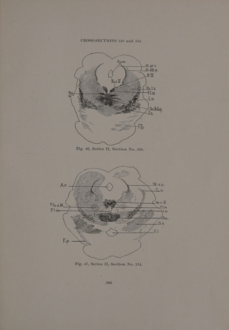 Fig. 47, Series II, Section No. 354.