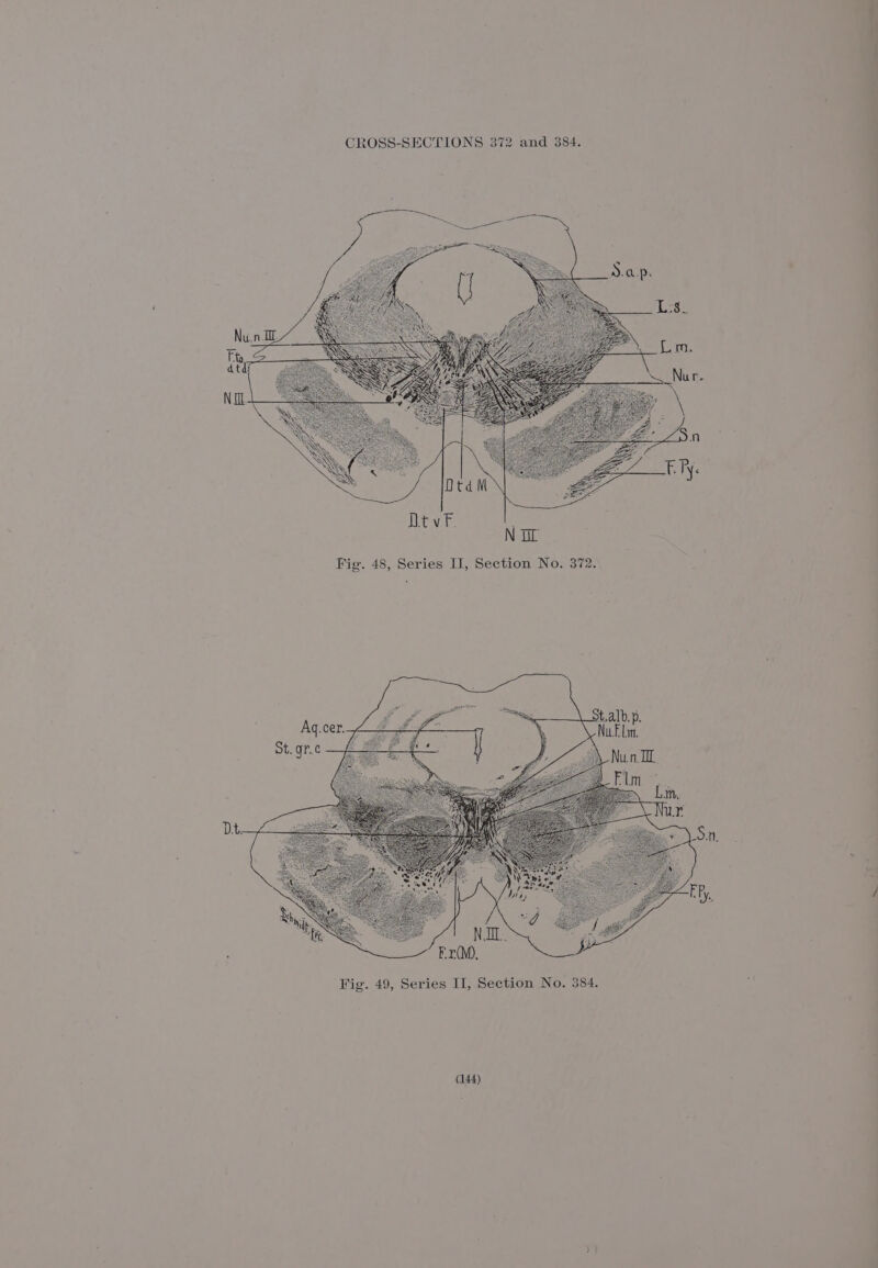 t.alb. p. : Aq.cer Nile it gr.c Nun TL Fle eel Lin, Nur Dt. NI. Fr(M). Fig. 49, Series II, Section No. 384.