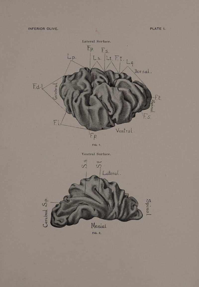 Ventral Surface. YY) a Pah ae, Cerebral Sp. pounds