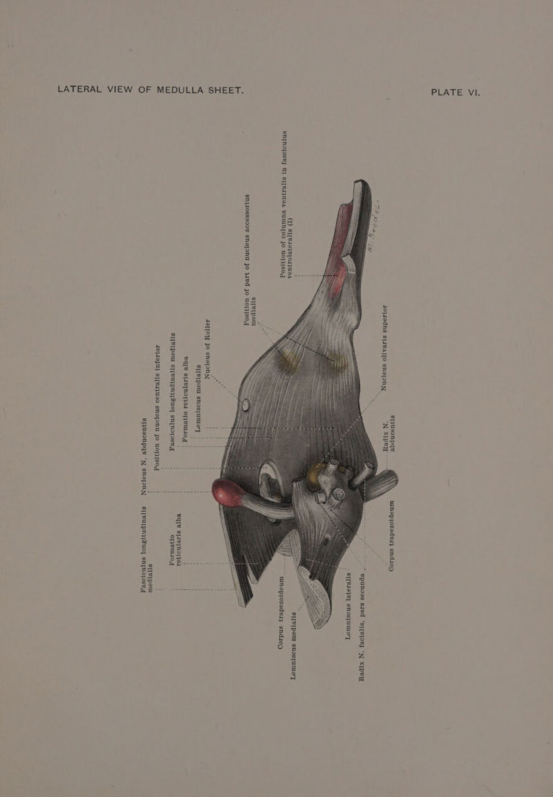 LATERAL VIEW OF MEDULLA SHEET. % sTjusonpqe WW Ulneptozedei} sndi0g dJojiedns sjivatjo snajonyn i<$s«<‘NN-« SEU \S \\ 5 ~ epunoes sued ‘styetoey ‘N XIPey ) ST[B19}V] SNostuWMeT * stperpeur snostuuiery (1) SI[e19}e[O1}U0A SN[NOOSPJ UI SI[VIJUSA BUUIN[OD Jo UOTISOg wineptozedeiy sndi0p ST[e]pour SN{1osseo0v sne[onu Jo Wed Jo uol}Isog { AaTLOY Jo snajonN : SI[VIPOUl ShostumeT | B[V STIe[NOTed O1]eUIIO, eq[e S[ae[notqor SI[VIPAUW ST[VUIPN}SuUO] sn[noposeyq O1}VULIOT AO[I9JUT ST[V1I}UG0 sneponu Jo uOr}sog ' } : si[vipow STJUIONpge “N SNeONN —- S| [VULIpN}LSUoT snpnosey