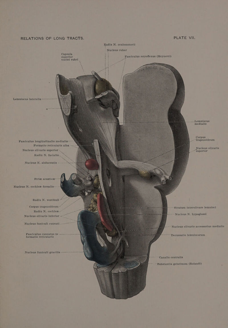 RELATIONS OF LONG TRACTS. PLATE VII. Radix N. oculomotorii Nucleus ruber Capsula superior nuclei rubri ' Fasciculus retroflexus (Meynerti) ' ' c of ) ane 1 1 ‘ 1 1 1 ' ' KR 1 ' i i Lemniscus lateralis ~---------- _.----Lemniscus medialis Corpus Fasciculus longitudinalis medialis~--- _- trapezoideum Formatio reticularis alba ~----7(ieaeeene Nucleus olivaris Nucleus olivaris superior ». i i R _-- superior Radix N. facialis. ~s Nucleus N. abducentis ~--- Strie acustice~--- () = Nucleus N. cochlez dorsalis~---- Radix N. yestibuli ~~ ‘ Corpus trapezoideum~” —-” ; ‘ ke ~-----Stratum interolivare lemnisci Radix N, cochlew ~ eee Nucleus olivaris inferior aoe 2\ iiieton: Warman maitre : ey----- Nucleus N. hypoglossi Nucleus funiculi cuneati —--- _----Nucleus olivaris accessorius medialis Fasciculus cuneatus to ---------------&amp; formatio reticularis 7 -------Decussatio lemniscorum Nucleus funiculi gracilis -------------->> J -------Canalis centralis = --- --Substantia gelatinosa (Rolandi)