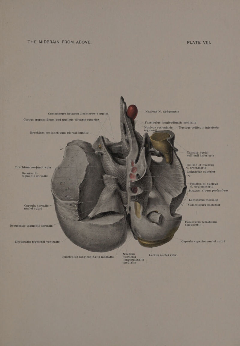 THE MIDBRAIN FROM ABOVE, Corpus trapezoideum and nucleus olivaris superior, Brachium conjunctivum (dorsal bundle) ~ Brachium conjunctivum ~ Decussatio tegmenti dorsalis Capsula dorsalis --~ nuclei rubri Decussatio tegmenti dorsalis “ Decussatio tegmenti ventralis Fasciculus longitudinalis medialis / PLATE VIII. Nucleus N. abducentis Fasciculus longitudinalis medialis ~ Nucleus reticularis Nucleus colliculi inferioris ‘Capsula nuclei colliculi inferioris Position of nucleus N. trochlearis “Lemniscus superior ry Position of nucleus N. oculomotorii Stratum album profundum Lemniscus medialis “Commissura posterior *~Fasciculus retrofilexus (Meynerti) Capsula superior nuclei rubri Nucleus Lectus nuclei rubri fasciculi longitudinalis medialis