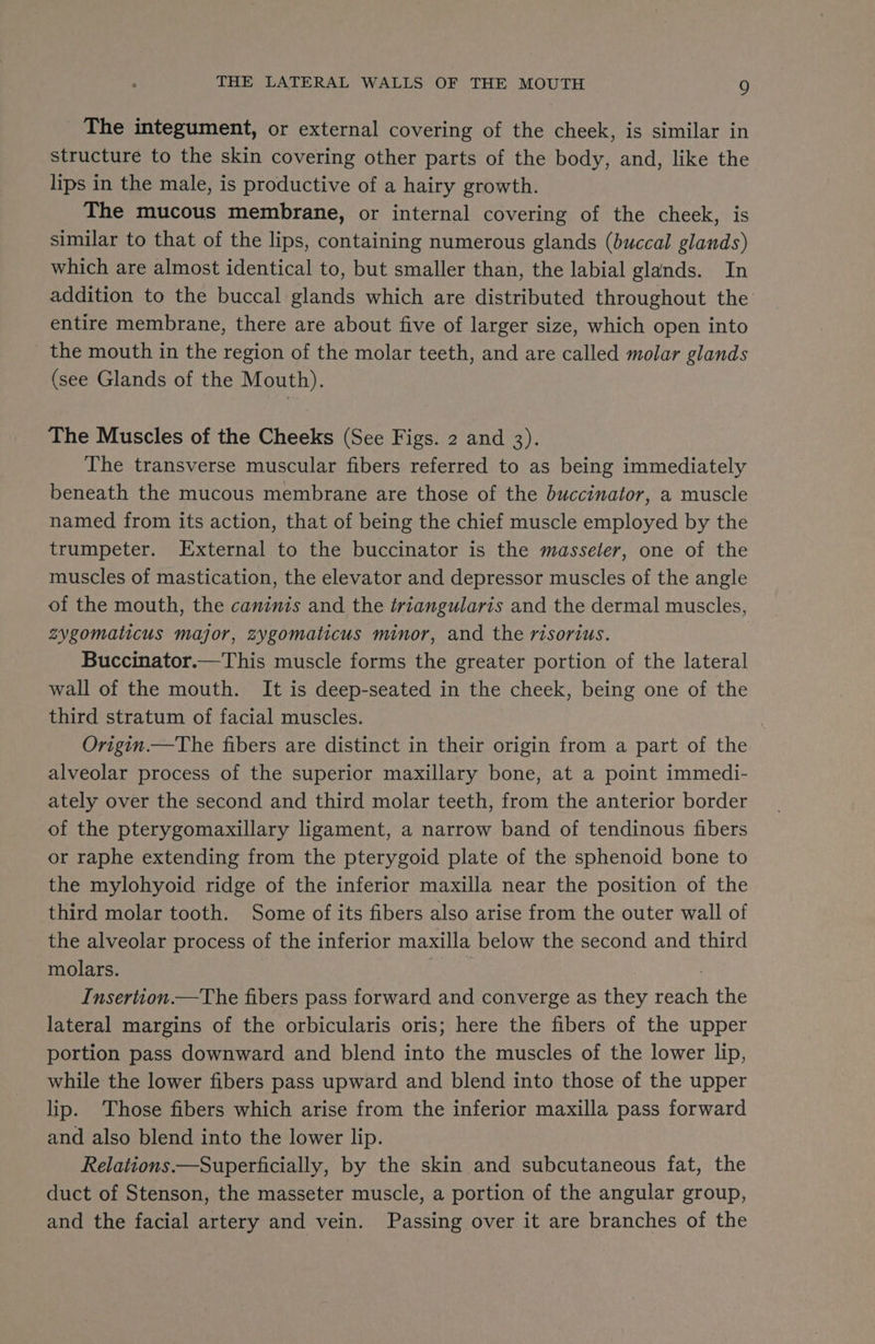 The integument, or external covering of the cheek, is similar in structure to the skin covering other parts of the body, and, like the lips in the male, is productive of a hairy growth. The mucous membrane, or internal covering of the cheek, is similar to that of the lips, containing numerous glands (buccal glands) which are almost identical to, but smaller than, the labial glands. In addition to the buccal glands which are distributed throughout the entire membrane, there are about five of larger size, which open into the mouth in the region of the molar teeth, and are called molar glands (see Glands of the Mouth). The Muscles of the Cheeks (See Figs. 2 and 3). The transverse muscular fibers referred to as being immediately beneath the mucous membrane are those of the buccinator, a muscle named from its action, that of being the chief muscle employed by the trumpeter. External to the buccinator is the masseter, one of the muscles of mastication, the elevator and depressor muscles of the angle of the mouth, the caninis and the triangularis and the dermal muscles, zsygomaticus major, zygomaticus minor, and the risorius. Buccinator.—This muscle forms the greater portion of the lateral wall of the mouth. It is deep-seated in the cheek, being one of the third stratum of facial muscles. Origin.—The fibers are distinct in their origin from a part of the alveolar process of the superior maxillary bone, at a point immedi- ately over the second and third molar teeth, from the anterior border of the pterygomaxillary ligament, a narrow band of tendinous fibers or raphe extending from the pterygoid plate of the sphenoid bone to the mylohyoid ridge of the inferior maxilla near the position of the third molar tooth. Some of its fibers also arise from the outer wall of the alveolar process of the inferior maxilla below the second and third molars. vt. : Insertion.—The fibers pass forward and converge as they reach the lateral margins of the orbicularis oris; here the fibers of the upper portion pass downward and blend into the muscles of the lower lip, while the lower fibers pass upward and blend into those of the upper lip. Those fibers which arise from the inferior maxilla pass forward and also blend into the lower lip. Relations —Superficially, by the skin and subcutaneous fat, the duct of Stenson, the masseter muscle, a portion of the angular group, and the facial artery and vein. Passing over it are branches of the