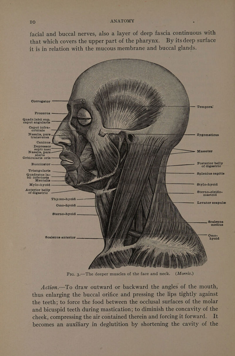 IO ANATOMY : facial and buccal nerves, also a layer of deep fascia continuous with that which covers the upper part of the pharynx. By itsdeep surface it is in relation with the mucous membrane and buccal glands. Corrugator Tempora: Procerus i ’ / i \ | i Quadr.labii sup. caput angularis Caput infra- orbitale Nasalis, pars transversa Zygomaticus Caninus _ WW ANY \ i MY YY . = | \\ \ if } i Depressor ‘ i) A\ \\\ Udi VI /) | Wh septi nasi i —=— \ HH) YUAN Nasalis, pars y Ni \\\\ MH} Hi} Wf NI) ia Masseter alaris —S \\I\ iy ff Me Orbicularis oris S E | Me \ Posterior belly Buccinator of digastric — Triangularis Quadratus la- bii inferioris Splenius capitis Mentalis Mylo-hyoid Stylo-hyoid Anterior belly i of digastric Sternp seis mastoi Thyreo-hyoid —— Omo-hyoid Levator scapulze Sterno-hyoid medius Scalenus anterior Fic. 3.—The deeper muscles of the face and neck. (Morrts.) Action——To draw outward or backward the angles of the mouth, thus enlarging the buccal orifice and pressing the lips tightly against the teeth; to force the food between the occlusal surfaces of the molar and bicuspid teeth during mastication; to diminish the concavity of the. cheek, compressing the air contained therein and forcing it forward. It becomes an auxiliary in deglutition by shortening the cavity of the