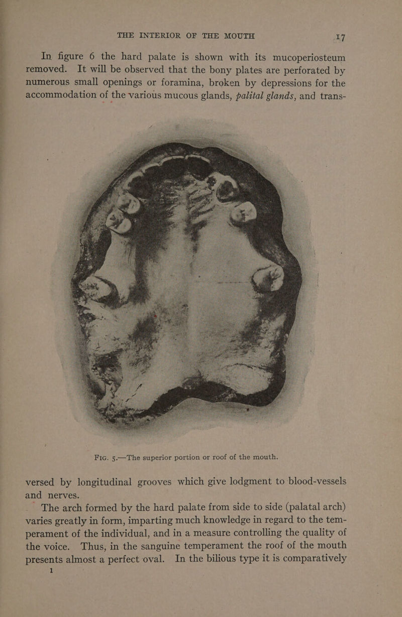 In figure 6 the hard palate is shown with its mucoperiosteum removed. It will be observed that the bony plates are perforated by numerous small openings or foramina, broken by depressions for the accommodation of the various mucous glands, palital glands, and trans- versed by longitudinal grooves which give lodgment to blood-vessels and nerves. _ The arch formed by the hard palate from side to side (palatal arch) varies greatly in form, imparting much knowledge in regard to the tem- perament of the individual, and in a measure controlling the quality of the voice. Thus, in the sanguine temperament the roof of the mouth presents almost a perfect oval. In the bilious type it is comparatively 1 +