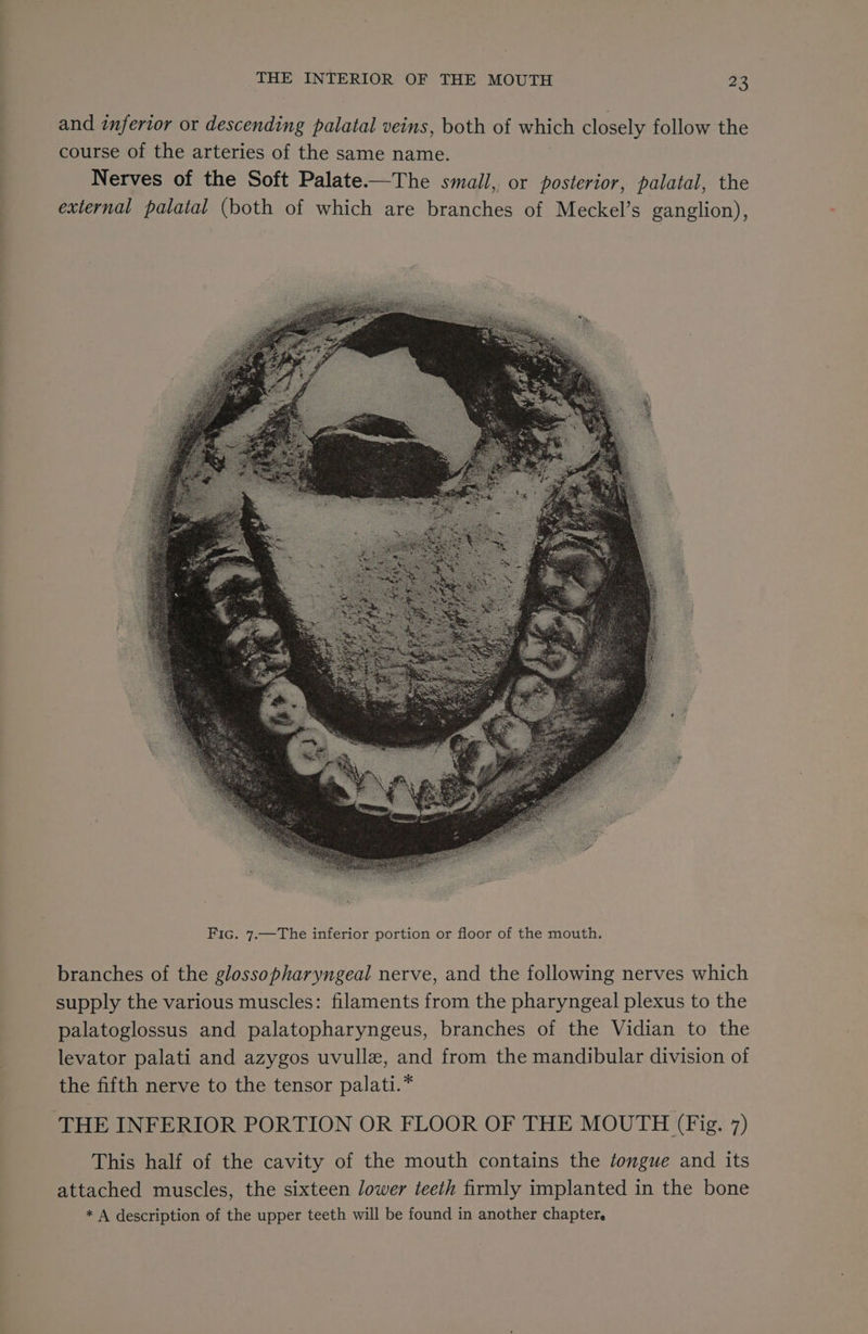 and inferior or descending palatal veins, both of which closely follow the course of the arteries of the same name. Nerves of the Soft Palate—The small, or posterior, palatal, the external palatal (both of which are branches of Meckel’s ganglion), branches of the glossopharyngeal nerve, and the following nerves which supply the various muscles: filaments from the pharyngeal plexus to the palatoglossus and palatopharyngeus, branches of the Vidian to the levator palati and azygos uvulle, and from the mandibular division of the fifth nerve to the tensor palati.* THE INFERIOR PORTION OR FLOOR OF THE MOUTH (Fig. 7) This half of the cavity of the mouth contains the tongue and its attached muscles, the sixteen lower teeth firmly implanted in the bone * A description of the upper teeth will be found in another chapter.