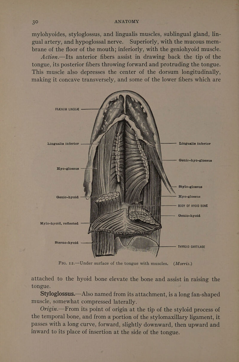 mylohyoides, styloglossus, and lingualis muscles, sublingual gland, lin- gual artery, and hypoglossal nerve. Superiorly, with the mucous mem- brane of the floor of the mouth; inferiorly, with the geniohyoid muscle. Action.—Its anterior fibers assist in drawing back the tip of the tongue, its posterior fibers throwing forward and protruding the tongue. This muscle also depresses the center of the dorsum longitudinally, making it concave transversely, and some of the lower fibers which are FRANUM LINGUA Lingualis inferior Lingualis inferior Genic-hyo-glossus Hyo-glossus Stylo-glossus Genio-hyoid Hyo-glossus BODY OF HYOID BONE Genio-hyoid Mylo-hyoid, reflected Sterno-hyoid THYROID CARTILAGE Fic. 12.—Under surface of the tongue with muscles. (Morris.) attached to the hyoid bone elevate the bone and assist in raising the tongue. Styloglossus.—Also named from its attachment, is a long eee ec muscle, somewhat compressed laterally. Origin.—F rom its point of origin at the tip of the styloid process of the temporal bone, and from a portion of the stylomaxillary ligament, it passes with a long curve, forward, slightly downward, then upward and inward to its place of insertion at the side of the tongue.