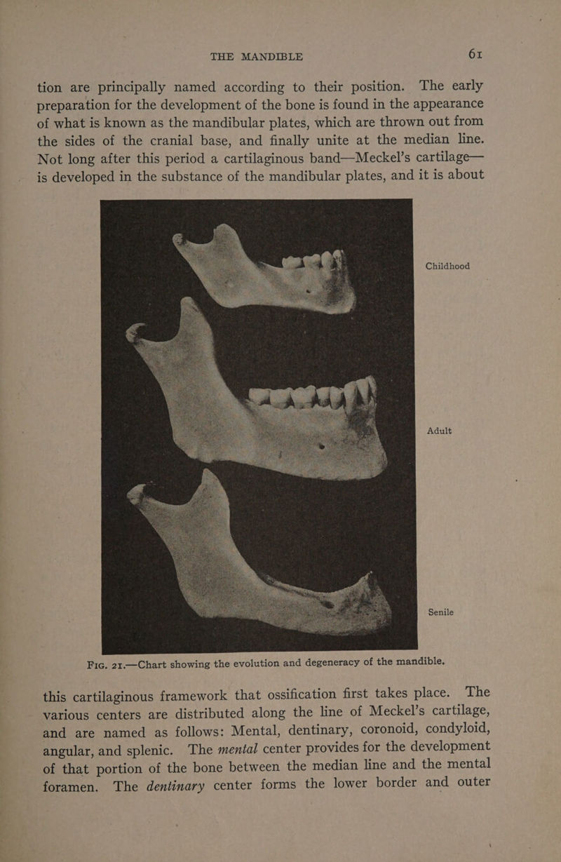 tion are principally named according to their position. The early preparation for the development of the bone is found in the appearance of what is known as the mandibular plates, which are thrown out from the sides of the cranial base, and finally unite at the median line. Not long after this period a cartilaginous band—Meckel’s cartilage— is developed in the substance of the mandibular plates, and it is about Childhood Adult Senile Fic. 21.—Chart showing the evolution and degeneracy of the mandible, this cartilaginous framework that ossification first takes place. . The various centers are distributed along the line of Meckel’s cartilage, and are named as follows: Mental, dentinary, coronoid, condyloid, angular, and splenic. The mental center provides for the development of that portion of the bone between the median line and the mental foramen. The dentinary center forms the lower border and outer