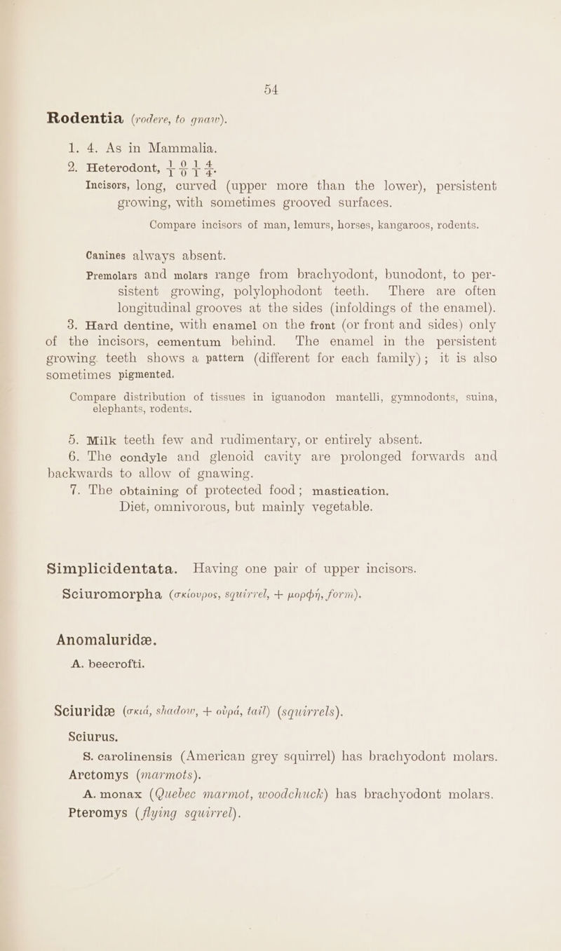 o4 Rodentia (rodere, to gnav). 1. 4. As in Mammalia. 2. Heterodont, +344. Incisors, long, curved (upper more than the lower), persistent growing, with sometimes grooved surfaces. Compare incisors of man, lemurs, horses, kangaroos, rodents. Canines always absent. Premolars and molars range from brachyodont, bunodont, to per- sistent growing, polylophodont teeth. There are often longitudinal grooves at the sides (infoldings of the enamel). 3. Hard dentine, with enamel on the front (or front and sides) only of the incisors, cementum behind. The enamel in the persistent growing. teeth shows a pattern (different for each family); it is also sometimes pigmented. Compare distribution of tissues in iguanodon mantelli, gymnodonts, suina, elephants, rodents. 5. Milk teeth few and rudimentary, or entirely absent. 6. The eondyle and glenoid cavity are prolonged forwards and backwards to allow of gnawing. 7. The obtaining of protected food; mastication. Diet, omnivorous, but mainly vegetable. Simplicidentata. Having one pair of upper incisors. Sciuromorpha (ckioupos, squirrel, + poppy, form). Anomaluride. A. beecrofti. Seiuridee (cia, shadow, + ovpa, tail) (squorrels). Seiurus. S. carolinensis (American grey squirrel) has brachyodont molars. Aretomys (marmots). A.monax (Quebec marmot, woodchuck) has brachyodont molars. Pteromys (flying squirrel).