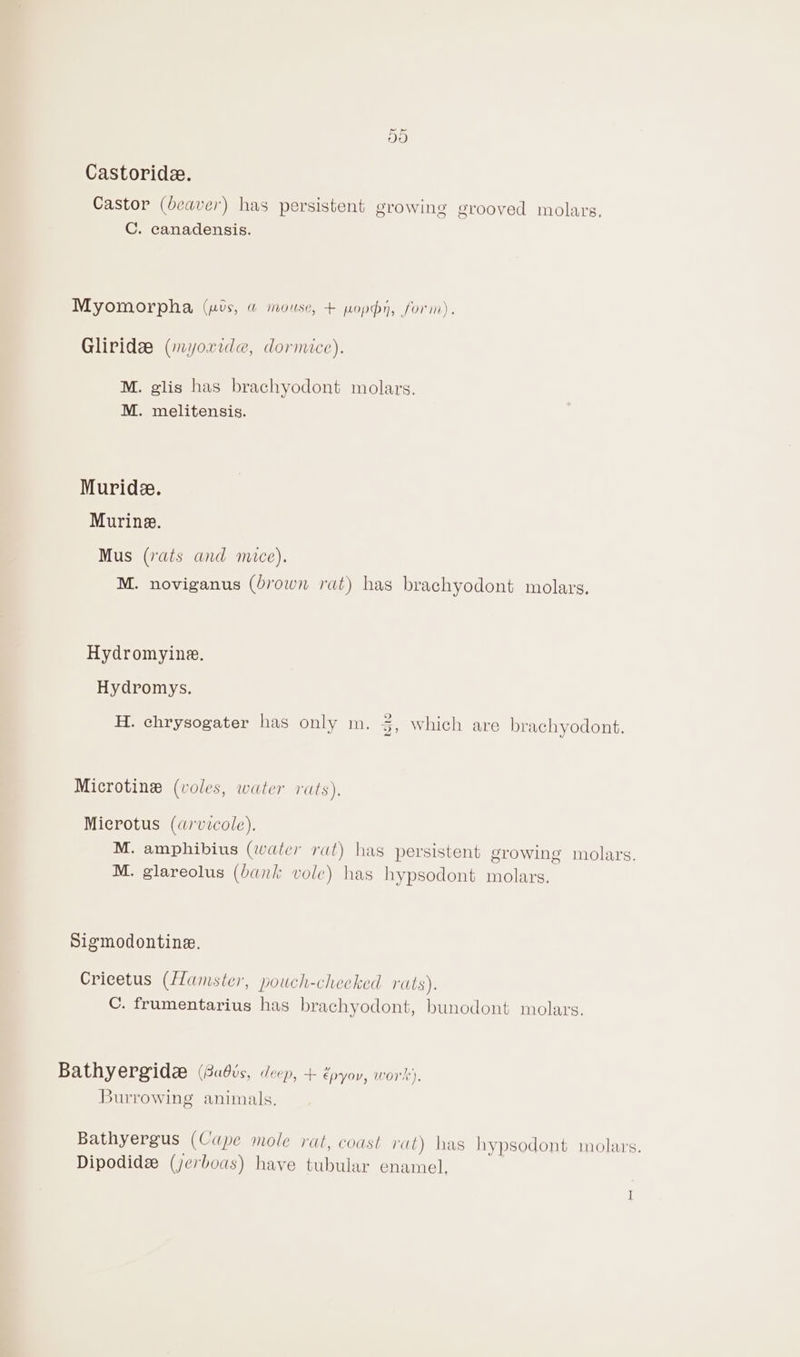 Se Or Castoride. Castor (beaver) has persistent growing grooved molars, C. canadensis. Myomorpha (mvs, &amp;@ mouse, + poppy, form). Gliridx (myoxride, dormice). M. glis has brachyodont molars. M. melitensis. Muridz. Murine. Mus (rats and mice). M. noviganus (4rown rat) has brachyodont molavrs, Hydromyine. Hydromys. H. chrysogater has only m. 3, which are brachyodont. Microtine (voles, water rats), Microtus (arvicole). M. amphibius (water rat) has persistent growing molars. M. glareolus (bank vole) has hypsodont molars. Sigmodontine. Crieetus (Hamster, pouch-cheeked rats). C. frumentarius has brachyodont, bunodont molars, Bathyergidz (8a6vs, deep, + epyov, work), Burrowing animals. Bathyergus (Cape mole rat, coast rat) has hypsodont molars. Dipodids (jerboas) have tubular enamel.