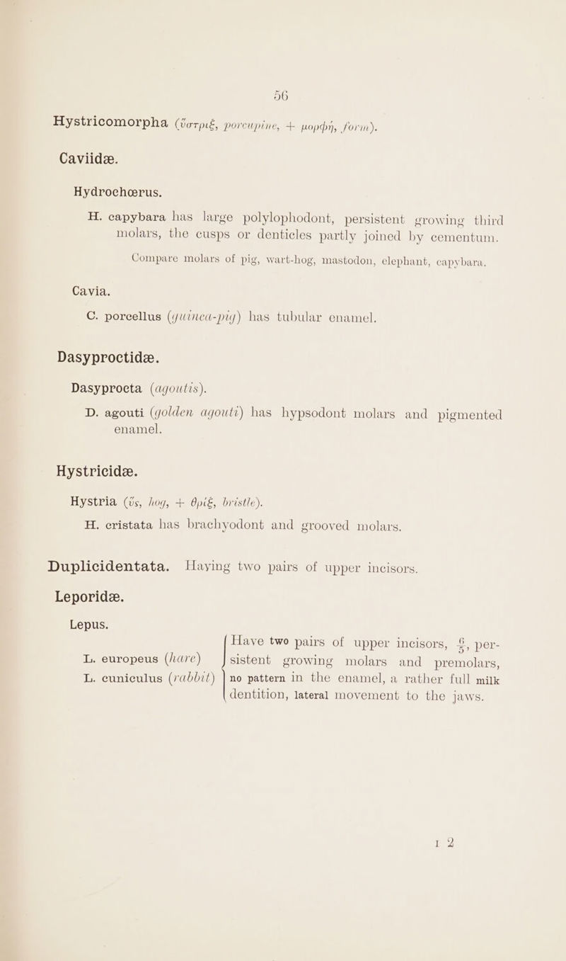 OO Hystricomorpha (WorpE, porcupine, + poppy, forin). Caviide. Hydrocheerus. H. capybara has large polylophodont, persistent erowine third molars, the cusps or denticles partly joined by cementum. Compare molars of pig, wart-hog, mastodon, elephant, capybara. Cavia. C. poreellus (ywined-piy) has tubular enamel. Dasyproctide. Dasyprocta (agoutis). D. agouti (yolden agoutv) has hypsodont molars and pigmented enamel. Hystricide. Hystria (vs, hog, + Opt&amp;, bristle). H. cristata has brachyodont and grooved molars. Duplicidentata. Haying two pairs of upper incisors. Leporide. Lepus. Have two pairs of upper incisors, #, per- L. europeus (/ic) sistent growing molars and premolars, L. cuniculus (rabbit) | no pattern in the enamel, a rather full milk dentition, lateral movement to the jaws.