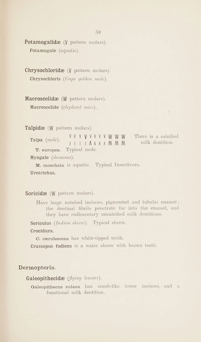 58 Potamogralide (\ pattern molars). Potamogale (aquatic). Chrysochloride (V pattern molars). Chrysoehloris (Cape golden mole). Macroscelidz (W pattern molars). Macroscelide (elephant nce). Talpidge (W pattern molars). VVVVVVVVWWW There is a calcified lt tehh Aw MOMM milk dentition. T. europea. ‘Typical mole. Talpa (mole). Myogale (desmans). M. moschata is aquatic. Typical Insectivora. Urotrichus. Soricidze (W pattern molars). Have large notched incisors, pigmented and tubular enamel ; the dentinal fibrils penetrate far into the enamel, and they have rudimentary unealcified milk dentitions. Soriculus (Indian shrew). ‘Typical shrew. Crocidura. C. eerulescens has white-tipped teeth. Crassopus fodiens is a water shrew with brown teeth. Dermopteria. Galeopithecids (flying lemurs). Galeopithecus volans has comb-like lower incisors, and a functional milk dentition.