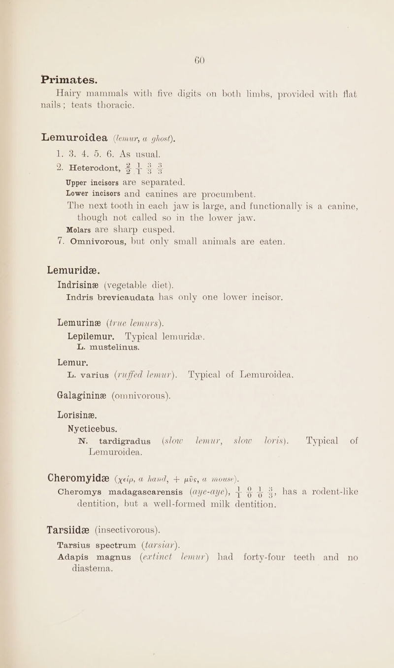 60 Primates. Hairy mammals with five digits on both limbs, provided with flat nails; teats thoracic. Lemuroidea (lemur, w ghost). ito. 4. 0.96, As usual. 2. Heterodont, 3+ 3 3 Upper incisors are separated. Lower incisors and canines are procumbent. The next tooth in each jaw is large, and functionally is a canine, though not called so in the lower jaw. Molars are sharp cusped. 7. Omnivorous, but only small animals are eaten. Lemuride2. Indrisine (vegetable diet). Indris brevicaudata has only one lower incisor. Lemurine (true lemurs). Lepilemur. ‘'ypical lemuride. L. mustelinus. Lemur. L. varius (ruffed lemur). Typical of Lemuroidea. Galaginine (omnivorous). Lorisine. Nycticebus. N. tardigradus (slow Jlemur, slow loris). Typical of Lemuroidea. Cheromyidze (yelp, &amp; hand, + pts, wa mouse). : | 0 3 ; 7 Cheromys madagascarensis (aye-ayc), + ~ 4 3, has a rodent-like dentition, but a well-formed milk dentition. Tarsiid#@ (insectivorous). Tarsius spectrum ((a7'sia7). Adapis magnus (ertinct lemur) had forty-four teeth and no diastema.