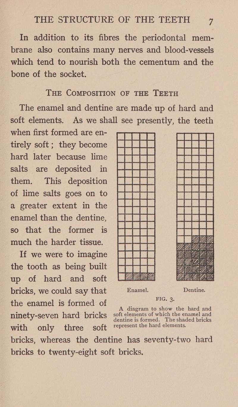 In addition to its fibres the periodontal mem- brane also contains many nerves and blood-vessels which tend to nourish both the cementum and the bone of the socket. THE COMPOSITION OF THE TEETH The enamel and dentine are made up of hard and soft elements. As we shall see presently, the teeth when first formed are en- tirely soft; they become hard later because lime salts are deposited in them. This deposition of lime salts goes on to a greater extent in the enamel than the dentine, so that the former is much the harder tissue. If we were to imagine the tooth as being built up of hard and _ soft bricks, we could say that the enamel is formed of A diagram to show the hard and ninety-seven hard bricks sof slemeuts of which the uae! and with only three soft ‘epresent the hard elements. bricks, whereas the dentine has seventy-two hard bricks to twenty-eight soft bricks. Li Me FIG. 3;