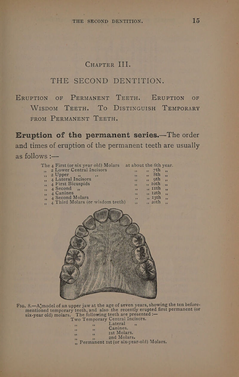 CHartar Ith. THE-SECON DUDE NA TELON: ERUPTION OF PERMANENT TEETH. ERUPTION OF Wispom TretuH. To Distincuish ‘TEMPORARY FROM PERMANENT TEETH. Eruption of the permanent series.—The order and times of eruption of the permanent teeth are usually as follows :— The 4 First (or six year old) Molars at about the 6th year. » 2 Lower Central Incisors + on tee, 7 2 Upper 2s. » a a OER », 4 Lateral Incisors f cathe, » 4 First Bicuspids 5 Paeot nines » 4 Second ” ” ” rth ” » 4 Canines a aet2th. sy. » 4 Second Molars ” erst » 4 Third Molars (or wisdom teeth) Fic. 8.—ATmodel of an upper jaw at the age of seven years, showing the ten before- mentioned temporary teeth, and also the recently erupted first permanent (or six-year old) molars. The following teeth are presented :— Two Temporary Central Incisors. a r Lateral “A i * Canines. * i ist Molars. 5 . 2nd Molars. ,, Permanent rst (or six-year-old) Molars.