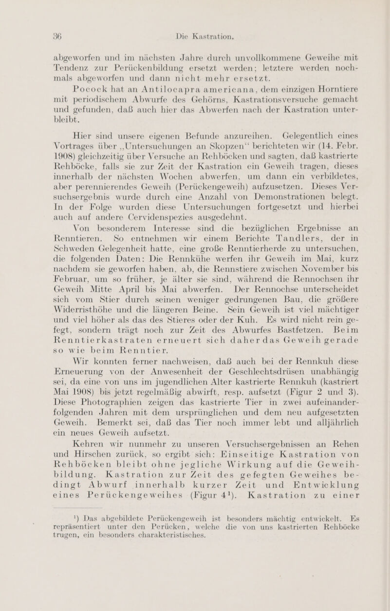 abgeworfen und im nächsten Jahre durch unvollkommene Geweihe mit Tendenz zur Perückenbildung ersetzt werden; letztere werden noch- mals abgeworfen und dann nicht mehr ersetzt. Pocock hat an Antilocapra americana, dem einzigen Horntiere mit periodischem Abwurfe des Gehörns, Kastrationsversuche gemacht und gefunden, daß auch hier das Abwerfen nach der Kastration unter- bleibt. Hier sind unsere eigenen Befunde anzureihen. Gelegentlich eines Vortrages über ‚Untersuchungen an Skopzen“ berichteten wir (14. Febr. 1908) gleichzeitig über Versuche an Rehböcken und sagten, daß kastrierte Rehböcke, falls sie zur Zeit der Kastration ein Geweih tragen, dieses innerhalb der nächsten Wochen abwerfen, um dann ein verbildetes, aber perennierendes Geweih (Perückengeweih) aufzusetzen. Dieses Ver- suchsergebnis wurde durch eine Anzahl von Demonstrationen belegt. In der Folge wurden diese Untersuchungen fortgesetzt und hierbei auch auf andere Cervidenspezies ausgedehnt. Von besonderem Interesse sind die bezüglichen Ergebnisse an Renntieren. So entnehmen wir einem Berichte Tandlers, der in Schweden Gelegenheit hatte, eine große Renntierherde zu untersuchen, die folgenden Daten: Die Rennkühe werfen ihr Geweih im Mai, kurz nachdem sie geworfen haben, ab, die Rennstiere zwischen November bis Februar, um so früher, je älter sie sind, während die Rennochsen ihr Geweih Mitte April bis Mai abwerfen. Der Rennochse unterscheidet sich vom Stier durch seinen weniger gedrungenen Bau, die größere Widerristhöhe und die längeren Beine. Sein Geweih ist viel mächtiger und viel höher als das des Stieres oder der Kuh. Es wird nicht rein ge- fegt, sondern trägt noch zur Zeit des Abwurfes Bastfetzen. Beim Renntierkastraten erneuert sich daher das Geweih gerade so wie beim Renntier. Wir konnten ferner nachweisen, daß auch bei der Rennkuh diese Erneuerung von der Anwesenheit der Geschlechtsdrüsen unabhängig sei, da eine von uns im jugendlichen Alter kastrierte Rennkuh (kastriert Mai 1908) bis jetzt regelmäßig abwirft, resp. aufsetzt (Figur 2 und 3). Diese Photographien zeigen das kastrierte Tier in zwei aufeinander- folgenden Jahren mit dem ursprünglichen und dem neu aufgesetzten Geweih. Bemerkt sei, daß das Tier noch immer lebt und alljährlich ein neues Geweih aufsetzt. Kehren wir nunmehr zu unseren Versuchsergebnissen an Rehen und Hirschen zurück, so ergibt sich: Einseitige Kastration von Rehböcken bleibt ohne jegliche Wirkung auf die Geweih- bildung. Kastration zur Zeit des gefegten Geweihes be- dingt Abwurf innerhalb kurzer Zeit und Entwicklung eines Perückengeweihes (Figur 4!). Kastration zu einer ') Das abgebildete Perückengeweih ist besonders mächtig entwickelt. Es repräsentiert unter den Perücken, welche die von uns kastrierten Rehböcke trugen, ein besonders charakteristisches.