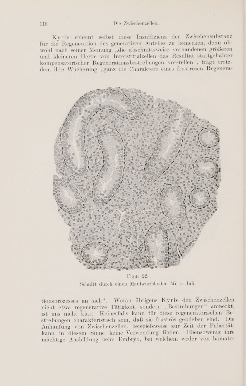Kyrle scheint selbst diese Insuffizienz der Zwischensubstanz für die Regeneration des generativen Anteiles zu bemerken, denn ob- wohl nach seiner Meinung ‚die abschnittsweise vorhandenen größeren und kleineren Herde von Interstitialzellen das Resultat stattgehabter kompensatorischer Regenerationsbestrebungen vorstellen”, trägt trotz- dem ihre Wucherung ‚ganz die Charaktere eines fruströsen Regenera- en 2 ER Dan 5 ’ ! 2 Fr BYE RS 2 Bio ei? Ro zei LE > ET Fa | BA en € ee te ee ke ER \e \ FX Da h »\ Figur 22. Schnitt durch einen Maulwurfshoden Mitte Juli. tionsprozesses an sich“. Woran übrigens Kyrle den Zwischenzellen nicht etwa regenerative Tätigkeit, sondern „Bestrebungen“ anmerkt, ist uns nicht klar. Keinesfalls kann für diese regeneratorischen Be- strebungen charakteristisch sein, daß sie fruströs geblieben sind. Die Anhäufung von Zwischenzellen, beispielsweise zur Zeit der Pubertät, kann in diesem Sinne keine Verwendung finden. Ebensowenig ihre mächtige Ausbildung beim Embryo, bei welchem weder von hämato-