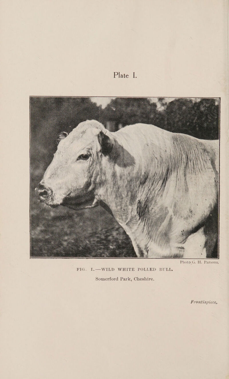 Photo_G. H. Parsons, FIG. I.—WILD WHITE POLLED BULL. Somerford Park, Cheshire, Frontispiece.