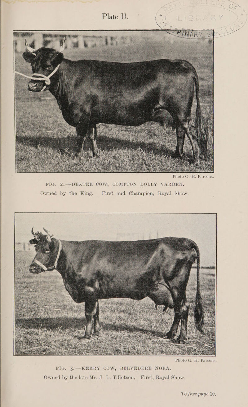 Photo G. H. Parsons. Owned by the late Mr. J. L. Tillotson. First, Royal Show.