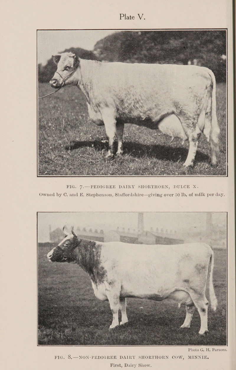 Owned by C. and E. Stephenson, Staffordshire—giving over 50 lb. of milk per day. First, Dairy Show.