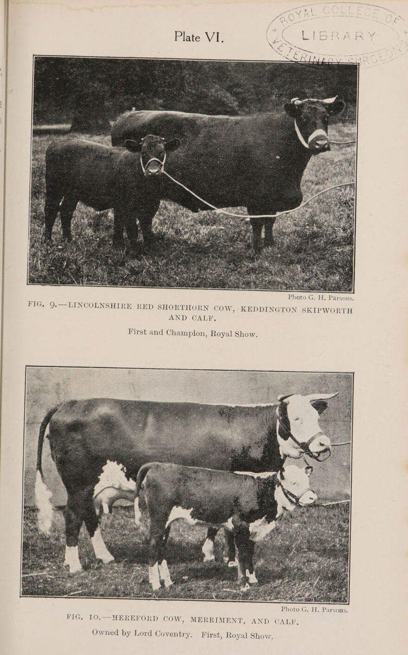 ac) ped) . “ = Photo G. H. Parsons. FIG, 9.—LINCOLNSHIRE RED SHORTHORN COW, KEDDINGTON SKIPWORTH AND CALF. First and Champion, Royal Show. Owned by Lord Coventry. First, Royal Show,