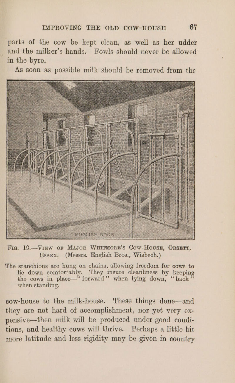 parts of the cow be kept clean, as well as her udder and the milker’s hands. Fowls should never be allowed: in the byre. As soon as possible milk should be removed from the The stanchions are hung on chains, allowing freedom for cows to lie down comfortably. They insure cleanliness by keeping the cows in place—‘‘ forward” when lying down, “ back ”’ when standing. cow-house to the milk-house. These things done—and they are not hard of accomplishment, nor yet very ex- pensive—then milk will be produced under good condi- tions, and healthy cows will thrive. Perhaps a little bit more latitude and less rigidity may be given in country