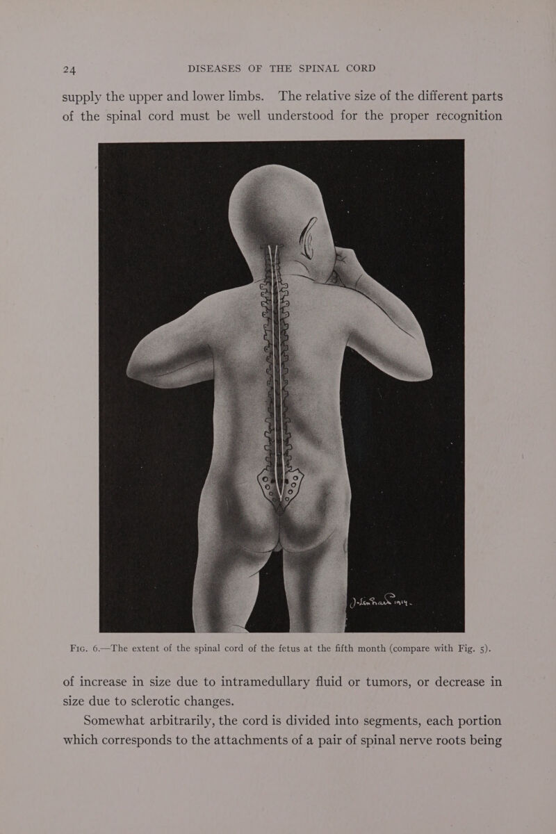 supply the upper and lower limbs. The relative size of the different parts of the spinal cord must be well understood for the proper recognition Vie Rae tag x Fic. 6.—The extent of the spinal cord of the fetus at the fifth month (compare with Fig. 5). of increase in size due to intramedullary fluid or tumors, or decrease in size due to sclerotic changes. Somewhat arbitrarily, the cord is divided into segments, each portion which corresponds to the attachments of a pair of spinal nerve roots being