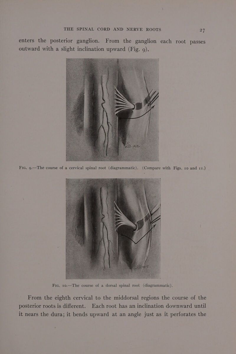 enters the posterior ganglion. From the ganglion each root passes outward with a slight inclination upward (Fig. 9). From the eighth cervical to the middorsal regions the course of the posterior roots is different. Each root has an inclination downward until it nears the dura; it bends upward at an angle just as it perforates the