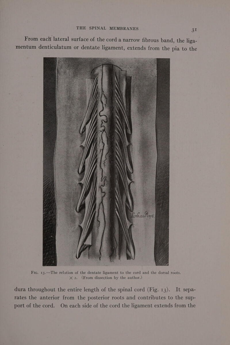 From each lateral surface of the cord a narrow fibrous band, the liga- mentum denticulatum or dentate ligament, extends from the pia to the Fic. 13.—The relation of the dentate ligament to the cord and the dorsal roots. x 2. (From dissection by the author.) dura throughout the entire length of the spinal cord (Fig. 13). It sepa- rates the anterior from the posterior roots and contributes to the sup- port of the cord. On each side of the cord the ligament extends from the