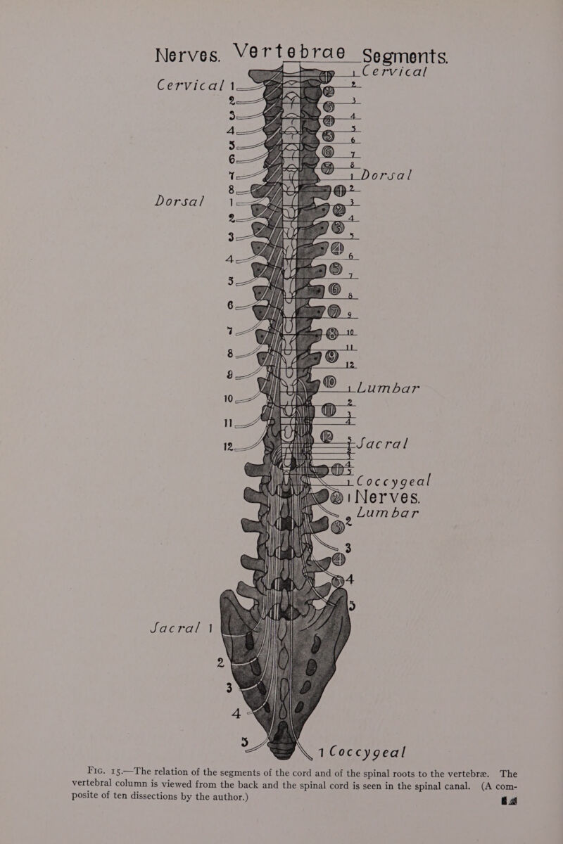 ; stats el | Cervical OT°V.1OG Whee \ 2 a bs : ‘K / rar 6 F QR [5 2Y9|\9@ 8 @@ @ ls ‘. eo. N 4 N Leen Dorsal HASSE Lumbar Li TN We Py 1 _( NS cow 12 Cards 1eiby ; eiCoccyg ea @1 Nerves. eo x Lumbar Sacral | \ A \O1 Coccygeal Fic. 15.—The relation of the segments of the cord and of the spinal roots to the vertebra. The vertebral column is viewed from the back and the spinal cord is seen in the spinal canal. (A com- posite of ten dissections by the author.) LB]