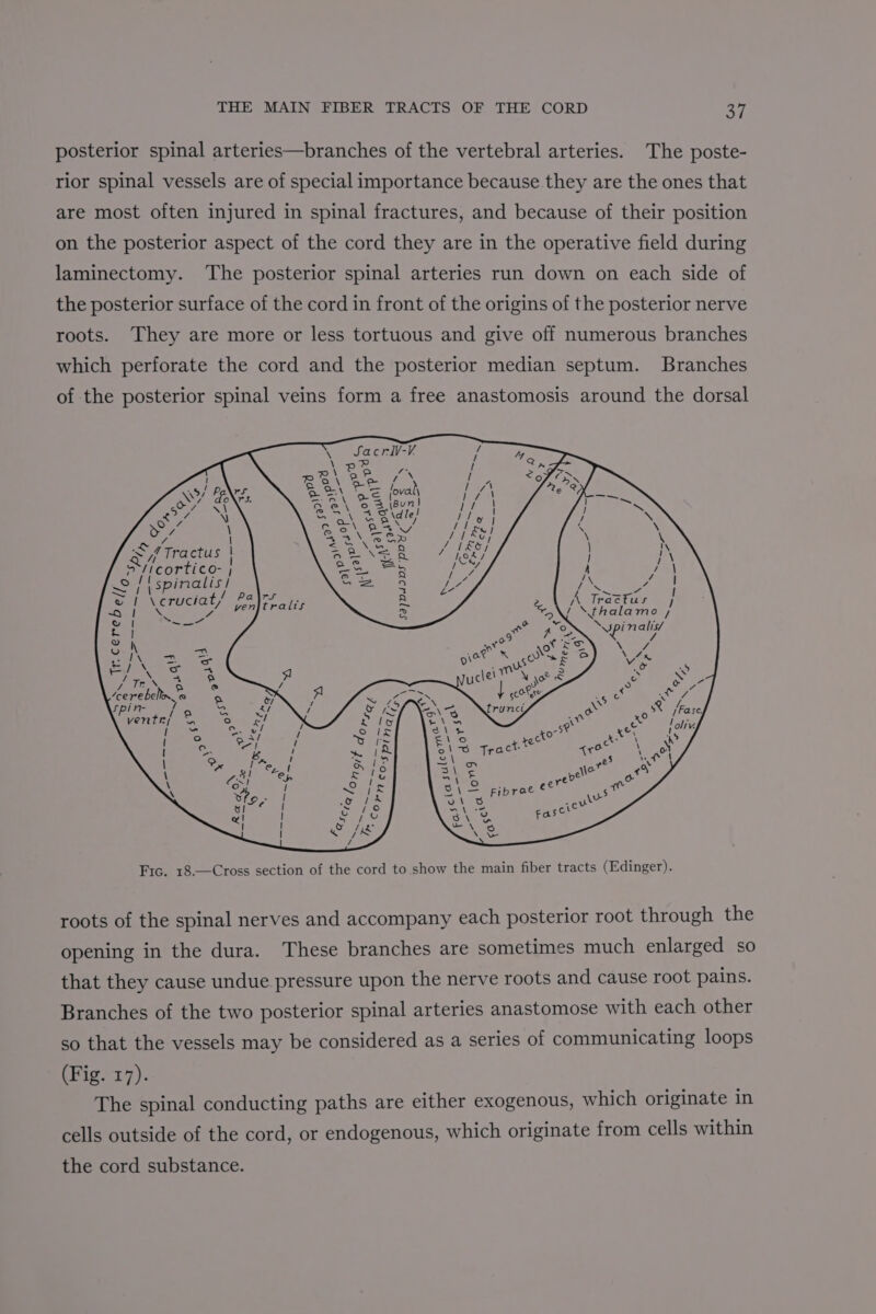 posterior spinal arteries—branches of the vertebral arteries. The poste- rior spinal vessels are of special importance because they are the ones that are most often injured in spinal fractures, and because of their position on the posterior aspect of the cord they are in the operative field during laminectomy. The posterior spinal arteries run down on each side of the posterior surface of the cord in front of the origins of the posterior nerve roots. They are more or less tortuous and give off numerous branches which perforate the cord and the posterior median septum. Branches of the posterior spinal veins form a free anastomosis around the dorsal 4 7 “/ Tractus 7 ficortico- of spinaliss \ cruciat, \ is | Cao /\. Tractus / \thala mo y+ Pa yen $a) Dd IDS POU ¢ --—. Tr. cerebe// ~ Se ca roots of the spinal nerves and accompany each posterior root through the opening in the dura. These branches are sometimes much enlarged so that they cause undue pressure upon the nerve roots and cause root pains. Branches of the two posterior spinal arteries anastomose with each other so that the vessels may be considered as a series of communicating loops (Fig. 17). The spinal conducting paths are either exogenous, which originate in cells outside of the cord, or endogenous, which originate from cells within the cord substance.