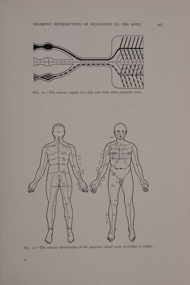 Fic. 20.—The sensory supply of a skin area from three posterior roots. Fic. 21.—The sensory distribution of the posterior spinal roots according to Seiffer.