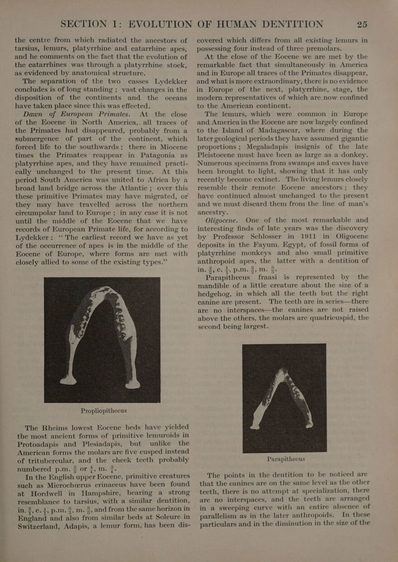 tarsius, lemurs, platyrrhine and catarrhine apes, and he comments on the fact that the evolution of the catarrhines was through a platyrrhine stock, as evidenced by anatomical structure. The separation of the two casses Lydekker concludes is of long standing ; vast changes in the disposition of the continents and the oceans have taken place since this was effected. Dawn of European Primates. At the close of the Eocene in North America,. all traces of the Primates had disappeared, probably from a submergence of part of the continent, which forced life to the southwards; there in Miocene times the Primates reappear in Patagonia as platyrrhine apes, and they have remained practi- cally unchanged to the present time. At this period South. America was united to Africa by a broad land bridge across the Atlantic ; over this these primitive Primates may have migrated, or they may have travelled aeross the northern circumpolar land to Europe ; in any case it is not until the middle of the Eocene that we have records of European Primate life, for according to Lydekker: ‘ The earliest record we have as yet of the occurrence of apes is in the middle of the Eocene of Europe, where forms are met with closely allied to some of the existing types. The Rheims lowest Eocene beds have yielded the most ancient forms of primitive lemuroids in Protoadapis and Plesiadapis, but unlike the American forms the molars are five cusped instead of tritubercular, and the cheek teeth probably numbered p.m. 3 or f, m. }. In the English upper Eocene, primitive creatures such as Microchcerus erinaceus have been found at Hordwell in Hampshire, bearing a strong resemblance to tarsius, with a similar dentition, in. 2, c. 1, p.m. $, m. 2, and from the same horizon in England and also from similar beds at Soleure.in Switzerland, Adapis, a lemur form, has been dis- 25 possessing four instead of three premolars. At the close of the Eocene we are met by the remarkable fact that simultaneously in America and in Europe all traces of the Primates disappear, and what is more extraordinary, there is no evidence in Europe of the next, platyrrhine, stage, the modern representatives of which are now confined to the American continent. The lemurs, which were common in Europe and America in the Eocene are now largely confined to the Island of Madagasear, where during the later geological periods they have assumed gigantic proportions ; Megaladapis insignis of the late Pleistocene must have been as large as a donkey. Numerous specimens from swamps and caves have been brought to light, showing that it has only recently become extinct. The living lemurs closely resemble their remote Eocene ancestors; they have continued almost unchanged to the present and we must discard them from the line of man’s ancestry. Oligocene. One of the most remarkable and interesting finds of late years was the discovery by Professor Schlosser in 1911 in Oligocene deposits in the Fayum, Egypt, of fossil forms of platyrrhine monkeys and also small primitive anthropoid apes, the latter with a dentition of in. Sc: p.m. 2, m. $- Parapithecus fraasi is represented by the mandible of a little creature about the size of a hedgehog, in which all the teeth but the right canine are present. The teeth are in series—there are no interspaces—the canines are not raised above the others, the molars are quadricuspid, the second being largest. The points in the dentition to be noticed are that the canines are on the same level as the other teeth, there is no attempt at specialization, there are no interspaces, and the teeth are arranged in a sweeping curve with an entire absence of parallelism as in the later anthropoids. In these particulars and in the diminution in the size of the