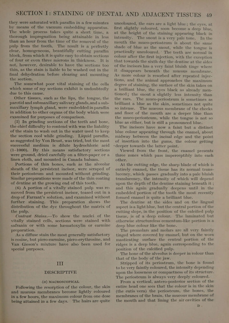 by means of the vaeuum embedding apparatus. The whole process takes quite a short time, a thorough impregnation being attainable in less than an hour from the time of the removal of the pulp from the tooth. The result is a perfectly clear, homogeneous, beautifully cutting paraffin block, from which it is quite easy to obtain sections of four or even three microns in thickness. It is not, however, desirable to have the sections too thin, as the stain is liable to be washed out in the final dehydration before clearing and mounting the section. The somewhat poor vital staining of the cells which some of my sections exhibit is undoubtedly due to this cause. Other tissues, such as the lips, the tongue, the parotid and submaxillary salivary glands, and a sub- maxillary lymph gland, were embedded in paraffin in addition to other organs of the body which were examined for purposes of comparison. (5) In grinding sections of the teeth and bone, the chief difficulty to contend with was the liability of the stain to wash out in the water used to keep the section cool while grinding. Liquid paraffin, as suggested by Von Beust, was tried, but the most successful medium is dilute hydrochlorie acid (1-1000). By this means satisfactory sections were ground, dried carefully on a filter-paper or a linen cloth, and mounted in Canada balsam. Portions of thin bones, such as the alveolar sheath of the persistent incisor, were scraped of their periosteum and mounted without grinding. Similar preparations were made of the thin coating of dentine at the growing end of this tooth. (6) A portion of a vitally stained pulp was re- moved from the persistent incisor, teased out in a drop of Farrant/s solution, and examined without further staining. This preparation shows the distribution of the dye throughout the matrix of the pulp. Contrast Stains.—To show the nuclei of the vitally stained cells, sections were stained with safranin or with some hæmatoxylin or carmine preparation. As a diffuse stain the most generally satisfactory is eosine, but picro-carmine, picro-erythrosine, and Van Gieson's mixture have also been used for special purposes. III DESCRIPTIVE (a) MACROSCOPICAL Following the resorption of the colour, the skin and mucous membranes become lightly coloured in a few hours, the maximum colour from one dose being attained in a few days. The hairs are quite uncoloured, the ears are a light blue; the eyes, at first slightly coloured, soon become a deep blue, at the height of the staining appearing black in intensity. The snout is a very pale tone. In the mouth the muco-periosteum is about the same shade of blue as the snout, while the tongue is practically uncoloured. ` The teeth are normal in colour after the first injection, with the exception that towards the sixth day the dentine at the sides of the incisors has a very faint bluish tinge where it disappears beneath the mucous membrane. As more colour is resorbed after repeated injec- tions, and the animal approaches the maximum degree of staining, the surface of the skin takes on a brilliant blue, the eyes black as already men- tioned; the snout a slightly less intensity than the ears. The muco-periosteum is sometimes as brilliant a blue as the skin, sometimes not quite so intense. The mucous membrane of the cheeks and floor of the mouth are a deeper blue than the muco-periosteum, while the tongue is not so blue as either, but is still a pronounced blue. The incisors have now a faint but a distinct blue colour appearing through the enamel, about midway between the incisal edge and the point of insertion into the gums, the colour getting : deeper towards the latter point. Viewed from the front, the enamel presents three zones which pass imperceptibly into each other. At the cutting edge, the sharp blade of which is entirely enamel, the tissue has its normal trans- luceney, which passes gradually into a pale bluish translucency, the intensity of which will depend upon the depth of the dentine staining beneath it ; and this again gradually deepens until in the embedded portion of the tooth the most recently formed enamel is quite a brilliant blue. The dentine at the sides and on the lingual aspect is a light blue, but the central portion of the cutting slope, in the position of the calcified pulp tissue, is of a deep colour. The laminated but otherwise structureless cementum-like portion is a deep blue colour like the bone. The premolars and molars are all very faintly tinged where covered by enamel, but on the worn mastieating surface the central portion of the ridges is a deep blue, again corresponding to the position of the calcified pulp. The bone of the alveolus is deeper in colour than that of the body of the jaw. Stripped of its periosteum, the bone is found to be very faintly coloured, the intensity depending upon the looseness or compactness of its structure. The periosteum is always very deeply coloured. From a vertical, antero-posterior section of the entire head one sees that the colour is in the skin (the eutis vera) the periosteum, the bones, the membranes of the brain, the mucous membrane of the mouth and that lining the air cavities of the D.