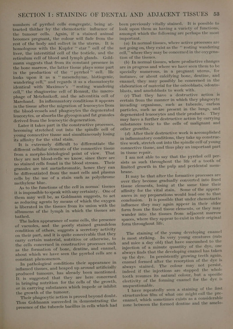 numbers of pyrrhol cells congregate, being at- tracted thither by the chemotactic influence of the tumour cells. Again, if a stained animal becomes pregnant, the colour will fade from the rest of the body and collect in the uterus. It is homologous with the Kupfer “ star” cell of the liver, the interstitial cell of the testicle, and the reticulum cell of blood and lymph glands. Gold- mann suggests that from its constant presence in the bone marrow, the latter tissue plays some part in the production of the ''pyrrhol cell. He looks upon it as a ^ mesenchyme, histiogenic, wandering cell, and regards it as a clasmatocyte identical with Maximov's “‘ resting wandering cell,” the rhagiocrine cell of Renaut, the macro- phage of Metchnikoff, and the adventitia cell of Marchand. In inflammatory conditions it appears in the tissue after the migration of leucocytes from the blood-vessels and phagocytes the degenerated leucocytes, or absorbs the glycogen and fat granules derived from the leucocytic degeneration. Later it takes part in the constructive processes, becoming stretched out into the spindle cell of young connective tissue and simultaneously losing its affinity for the vital stain. It is extremely diffieult to differentiate the different cellular elements of the connective tissue from a morpho-histological point of view. That they are not blood-cells we know, since there are no stained cells found in the blood stream. Their granules are not metachromatic, hence they can be differentiated from the mast cells and plasma cells by the use of a stain such as polychrome methylene blue. As to the functions of the cell in norma! tissues it is impossible to speak with any certainty. One of them may well be, as Goldmann suggests, to act as reducing agents by means of which the oxygen is liberated in the tissues from its union with the albumens of the lymph in which the tissues are bathed. The laden appearance of some cells, the presence of vacuoles, and the poorly stained granuleless condition of others, suggests a secretory activity on their part, and it is quite conceivable that they carry certain material, nutritive or otherwise, to the cells concerned in constructive processes such as the formation of bone, dentine, and enamel, about which we have seen the pyrrhol cells are a constant phenomenon. In pathological conditions their appearance in inflamed tissues, and heaped up around artificially produced tumours, has already been mentioned. It is suggested that they are here concerned in bringing nutrition for the cells of the growth, or in earrying substances which impede or inhibit the growth of the tumour. Their phagocytic action is proved beyond doubt. Thus Goldmann succeeded in demonstrating the presence of the tubercle bacillus in cells which had been previously vitally stained. It is possible to look upon them as having a variety of functions, amongst which the following are perhaps the most important. (a) In normal tissues, where active processes are not going on, they exist as the “ resting wandering cell, where they may be concerned in the oxygena- tion of the tissues. (b) In normal tissues, where productive changes are in progress and where we have seen them to be specially numerous, in a pregnant uterus, for instance, or about caleifying bone, dentine, and enamel, they may possibly be concerned in the elaboration of material for the osteoblasts, odonto- blasts, and ameloblasts to work with. (c) That they have a destructive action is certain from the manner in which they phagocyte invading organisms, such as tubercle, carbon particles, such as are present in the lungs, and degenerated leucocytes and their products. They may have a further destructive action by carrying substances toxie to the cells of malignant and other growths. (d) After their destructive work is accomplished in inflammatory conditions, they take up construc- tive work, stretch out into the spindle cell af young connective tissue, and thus play an important part in tissue repair. I am not able to say that the pyrrhol cell per- sists as such throughout the life of a tooth of limited growth in the pulp and peridental mem- brane. It may be that after the formative processes are over they become gradually converted into fixed tissue elements, losing at the same time their affinity for the vital stain. Some of the appear- anees in my preparations would lead one to that conclusion. It is possible that under chemotactic influence they may again appear in their older form from the fixed tissue elements, or they may wander into the tissues from adjacent marrow spaces, where they appear to exist in their original form throughout life. The staining of the young developing enamel is most striking. In very young creatures (rats and mice a day old) that have suceumbed to the injection of a minute quantity of the dye, one always finds that the developing enamel has taken up the dye. In persistently growing teeth again, enamel formed after the resorption of the dye is always stained. 'The colour may not persist, indeed if the injections are stopped the whole tooth resumes its natural colour, but a specific electivity of the forming enamel for the dye is unquestionable. I have repeatedly seen a staining of the first structureless film of what one might call the pre- enamel, which sometimes exists as a considerable zone between the formed dentine and the amelo-