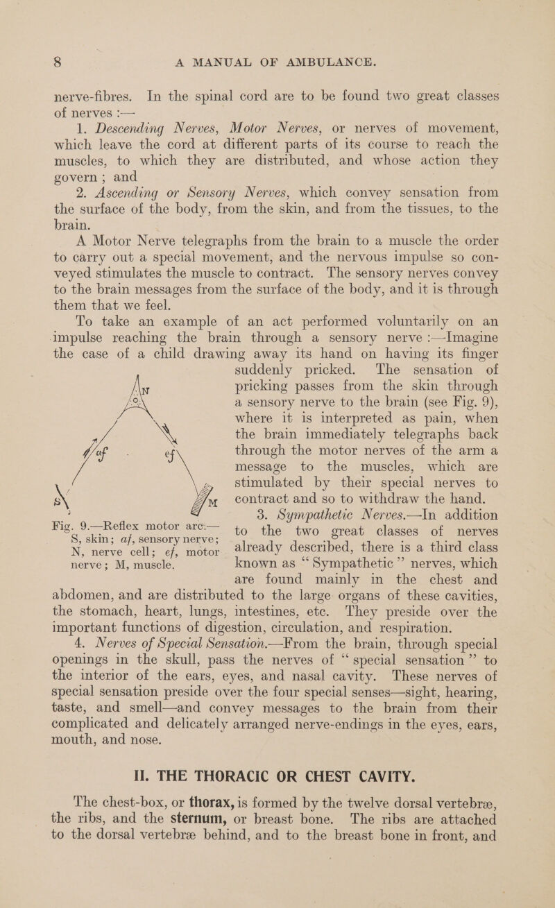 nerve-fibres. In the spinal cord are to be found two great classes of nerves :— 1. Descending Nerves, Motor Nerves, or nerves of movement, which leave the cord at different parts of its course to reach the muscles, to which they are distributed, and whose action they govern ; and | 2. Ascending or Sensory Nerves, which convey sensation from the surface of the body, from the skin, and from the tissues, to the brain. A Motor Nerve telegraphs from the brain to a muscle the order to carry out a special movement, and the nervous impulse so con- veyed stimulates the muscle to contract. The sensory nerves convey to the brain messages from the surface of the body, and it is through them that we feel. To take an example of an act performed voluntarily on an Impulse reaching the brain through a sensory nerve :—Imagine the case of a child drawing away its hand on having its finger suddenly pricked. The sensation of pricking passes from the skin through S a sensory nerve to the brain (see Fig. 9), where it is interpreted as pain, when the brain immediately telegraphs back through the motor nerves of the arm a message to the muscles, which are stimulated by their special nerves to contract and so to withdraw the hand. , 3. Sympathetic Nerves.—In addition Hig. 0— Reliex anotor are to the two. great classes of snerwes S, skin; af, sensory nerve; : : : Niece pees a motor ready described, there is a third class 2 ? ? : ” nerves, which nerve; M, muscle. known as “ Sympathetic are found mainly in the chest and abdomen, and are distributed to the large organs of these cavities, the stomach, heart, lungs, intestines, etc. They preside over the important functions of digestion, circulation, and respiration. 4. Nerves of Special Sensation.—From the brain, through special openings in the skull, pass the nerves of “ special sensation ”’ to the interior of the ears, eyes, and nasal cavity. These nerves of special sensation preside over the four special senses—sight, hearing, taste, and smell—and convey messages to the brain from their complicated and delicately arranged nerve-endings in the eyes, ears, mouth, and nose. Il. THE THORACIC OR CHEST CAVITY. The chest-box, or thorax, is formed by the twelve dorsal vertebra, the ribs, and the sternum, or breast bone. The ribs are attached to the dorsal vertebree behind, and to the breast bone in front, and