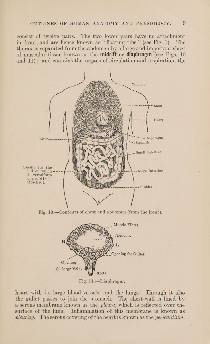 consist of twelve pairs. The two lower pairs have no attachment in front, and are hence known as “floating ribs’ (see Fig. 1). The thorax is separated from the abdomen by a large and important sheet of muscular tissue known as the midriff or diaphragm (see Figs. 10 and 11); and contains the organs of circulation and respiration, the Windpipe Sees i = ee A tet WHAM ese a SSIS Gs we ee we eee --Lung x ay 1 ae Se Aiea A [aioe i i | i \ I i 1 ' g 5 (si d |i \ BS 5 ee | i --Diaphragm ~Stomach -Small Intestine o. - —_—- Cecum (to the end of which --~- the vermiform appendix is attached). 2.4... Large Intestine i oe ee Bladder Fig. 10.—Contents of chest and abdomen (from the front). __ Muscle Fibres, ‘go Tendon. L 46 ay Opening for Gullet ee Opening for large Vein. és Fig. 11.—Diaphragm. heart with its large blood-vessels, and the lungs. Through it also the gullet passes to join the stomach. The chest-wall is lined by a serous membrane known as the pleura, which is reflected over the surface of the lung. Inflammation of this membrane is known as pleurisy. The serous covering of the heart 1s known as the pericardium.
