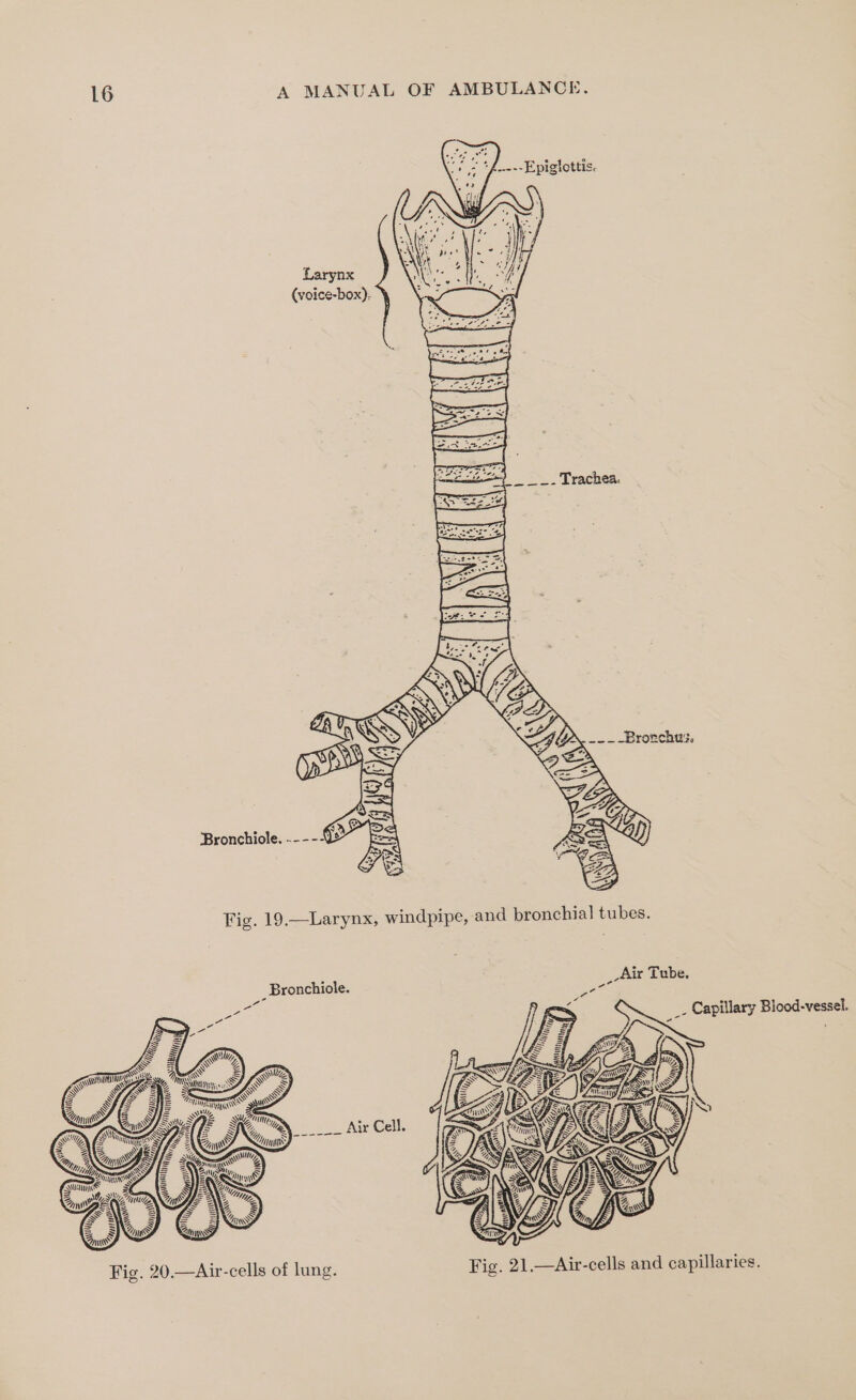 Larynx (voice-box). : ES . _. Trachea. -_-— : ; Va— Crp R Bronchiole. RaQ) Fig. 19.—Larynx, windpipe, and bronchial] tubes. _Bronchiole. __-Air Tebe, Bee Capillary Blood-vessel. poe Meee Fig. 20.—Air-cells of lung. Fig. 21.—Air-cells and capillaries.