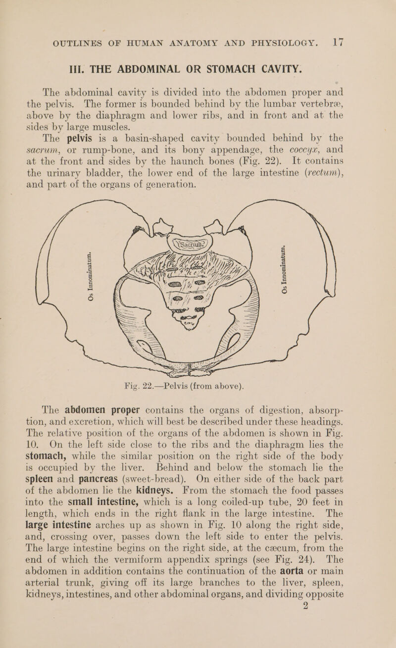 lil. THE ABDOMINAL OR STOMACH CAVITY. The abdominal cavity is divided into the abdomen proper and the pelvis. The former is bounded behind by the lumbar vertebre, above by the diaphragm and lower ribs, and in front and at the sides by large muscles. The pelvis is a basin-shaped cavity bounded behind by the sacrum, or rump-bone, and its bony appendage, the coccyx, and at the front and sides by the haunch bones (Fig. 22). It contains the urinary bladder, the lower end of the large intestine (rectum), and part of the organs of generation. nM) 2A, If Wy Pa Yet) iy Os Innominatum. Fig. 22.—Pelvis (from above). The abdomen proper contains the organs of digestion, absorp- tion, and excretion, which will best be described under these headings. The relative position of the organs of the abdomen is shown in Fig. 10. On the left side close to the ribs and the diaphragm lies the stomach, while the similar position on the right side of the body is occupied by the liver. Behind and below the stomach lhe the spleen and pancreas (sweet-bread). On either side of the back part of the abdomen lie the kidneys. From the stomach the food passes into the small intestine, which is a long coiled-up tube, 20 feet in length, which ends in the right flank in the large intestine. The large intestine arches up as shown in Fig. 10 along the right side, and, crossing over, passes down the left side to enter the pelvis. The large intestine begins on the right side, at the ceecum, from the end of which the vermiform appendix springs (see Fig. 24). The abdomen in addition contains the continuation of the aorta or main arterial trunk, giving off its large branches to the liver, spleen, kidneys, intestines, and other abdominal organs, and dividing opposite