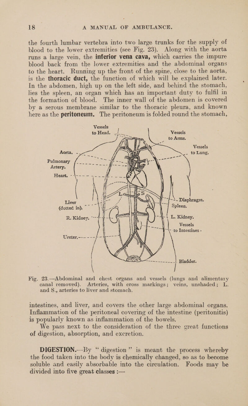 the fourth lumbar vertebra into two large trunks for the supply of blood to the lower extremities (see Fig. 23). Along with the aorta runs a large vein, the inferior vena cava, which carries the impure blood back from the lower extremities and the abdominal organs to the heart. Running up the front of the spine, close to the aorta, is the thoracic duct, the function of which will be explained later. In the abdomen, high up on the left side, and behind the stomach, lies the spleen, an organ which has an important duty to fulfil in the formation of blood. The inner wall of the abdomen is covered by a serous membrane similar to the thoracic pleura, and known here as the peritoneum. The peritoneum is folded round the stomach, Vessels to Head. ./_... Vessels __ to Arms. Vessels Aorta, ~ _ to Lung Pulmonary Artery. Heart. --\---—- - Liver 5 -2. Diaphragm. (dotted in). Spleen. R. Kidney. L. Kidney. Vessels --\- to Intestines - pessoa ee we at Bladder e Fig. 23.—Abdominal and chest organs and vessels (lungs and alimentary canal removed). Arteries, with cross markings; veins, unshaded; L. and §., arteries to liver and stomach. intestines, and liver, and covers the other large abdominal organs. Inflammation of the peritoneal covering of the intestine (peritonitis) is popularly known as inflammation of the bowels. We pass next to the consideration of the three great functions of digestion, absorption, and excretion. DIGESTION.-By “ digestion”? is meant the process whereby the food taken into the body is chemically changed, so as to become soluble and easily absorbable into the circulation. Foods may be divided into five great classes :—