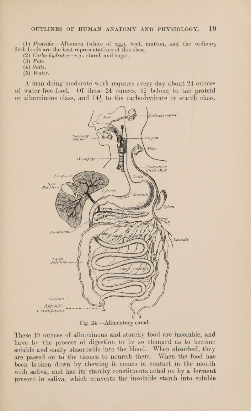 (1) Proteids. beef, mutton, and the ordinary flesh foods are the best representatives of this class. (2) Carbo-hydrates—e.g., starch and sugar. (3) Fats. (4) Salts. (5) Water. A man doing moderate work requires every day about 24 ounces of water-free-food. Of these 24 ounces, 44 belong to tae proteid or albuminous class, and 143 to the carbo-hydrate or starch class. Salivary Gland Salivary Aree: Glands ==-5° oe i hii pana Windpipe---—---}---~ Mai *35 Liver } Ey Gal Ug (is a Nie i) ; i Nod Day ti > s Poon us f con 7 = 2 a = oe i carl x iW Le ? NN @ Pe ee ce ae PF ff £2 : es SCGb \} -\ Lacteals 2 cD} /} Large Intestitte-—----H-— (OMARVE EE ES APPEALS a. ae Vermiiforiniis | Fig. 24.—Alimentary canal. These 19 ounces of albuminous and starchy food are insoluble, and have by the process of digestion to be so changed as to become soluble and easily absorbable into the blood. When absorbed, they are passed on to the tissues to nourish them. When the food has been broken down by chewing it comes in contact in the mouth with saliva, and has its starchy constituents acted on by a ferment present in saliva, which converts the insoluble starch into soluble