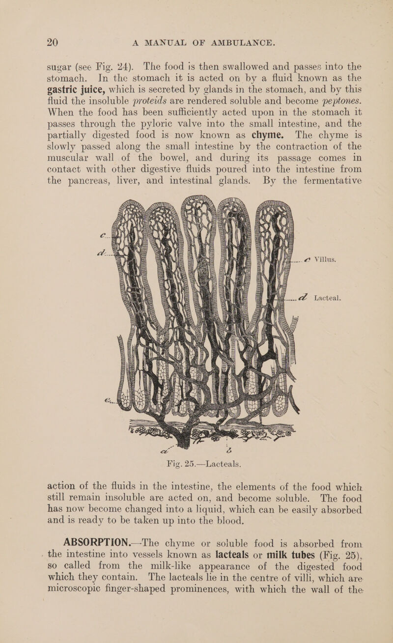 sugar (see Fig. 24). The food is then swallowed and passes into the stomach. In the stomach it is acted on by a fluid known as the gastric juice, which is secreted by glands in the stomach, and by this fluid the insoluble protezds are rendered soluble and become peptones. When the food has been sufficiently acted upon in the stomach it passes through the pyloric valve into the small intestine, and the partially digested food is now known as chyme. The chyme is slowly passed along the small intestine by the contraction of the muscular wall of the bowel, and during its passage comes in contact with other digestive fluids poured into the intestine from the pancreas, liver, and intestinal glands. By the fermentative _..@ Villus. action of the fluids in the intestine, the elements of the food which still remain insoluble are acted on, and become soluble. The food has now become changed into a liquid, which can be easily absorbed and is ready to be taken up into the blood. ABSORPTION.—The chyme or soluble food is absorbed from _ the intestine into vessels known as lacteals or milk tubes (Fig. 25), so called from the milk-like appearance of the digested food which they contain. The lacteals lie in the centre of villi, which are microscopic finger-shaped prominences, with which the wall of the