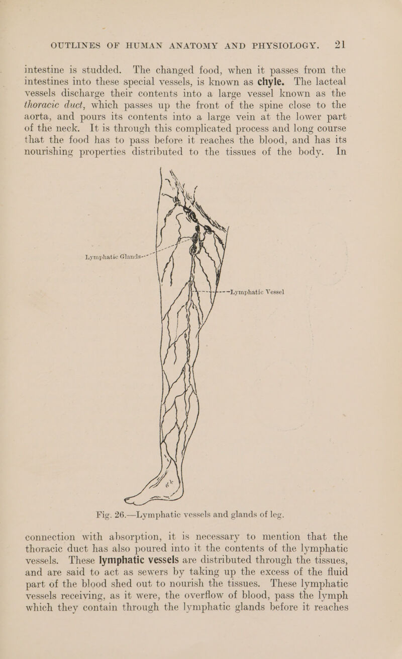 intestine is studded. The changed food, when it passes from the intestines into these special vessels, is known as chyle. The lacteal vessels discharge their contents into a large vessel known as the thoracic duct, which passes up the front of the spine close to the aorta, and pours its contents into a large vein at the lower part of the neck. It is through this complicated process and long course that the food has to pass before it reaches the blood, and has its nourishing properties distributed to the tissues of the body. In Lymphatic Glands---~ --~Lymphatic Vessel Fig. 26.—Lymphatic vessels and glands of leg. connection with absorption, it 1s necessary to mention that the thoracic duct has also poured into it the contents of the lymphatic vessels. These lymphatic vessels are distributed through the tissues, and are said to act as sewers by taking up the excess of the fluid part of the blood shed out to nourish the tissues. These lymphatic vessels receiving, as it were, the overflow of blood, pass the lymph which they contain through the lymphatic glands before it reaches