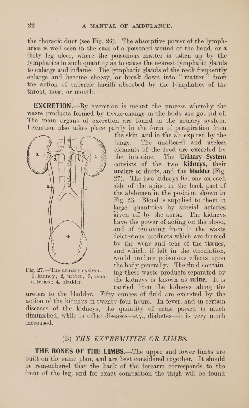 the thoracic duct (see Fig. 26). The absorptive power of the lymph- atics 1s well seen in the case of a poisoned wound of the hand, or a dirty leg ulcer; where the poisonous matter is taken up by the lymphatics in such quantity as to cause the nearest lymphatic glands to enlarge and inflame. The lymphatic glands of the neck frequently enlarge and become cheesy, or break down into “ matter” from the action of tubercle bacilli absorbed by the lymphatics of the throat, nose, or mouth. EXCRETION.—-By excretion is meant the process whereby the waste products formed by tissue-change in the body are got rid of. The main organs of excretion are found in the urinary system. Excretion also takes place partly in the form of perspiration from the skin, and in the air expired by the lungs. The unaltered and_ useless elements of the food are excreted by the intestine. The Urinary System consists of the two kidneys, their. ureters or ducts, and the bladder (Fig. 27). The two kidneys lie, one on each side of the spine, in the back part of the abdomen in the position shown in Fig. 23. Blood is supplied to them in large quantities by special arteries given off by the aorta. The kidneys have the power of acting on the blood, and of removing from it the waste deleterious products which are formed by the wear and tear of the tissues, and which, if left in the circulation, would produce poisonous effects upon S PRES: the body generally. The fluid contain- =e ee urinary system.— ing these waste products separated by , kidney; 2, ureter; 3, renal cae : ‘ : areas: Ae ladder the kidneys is known as urine. It is carried from the kidneys along the ureters to the bladder. Fifty ounces of fluid are excreted by the action of the kidneys in twenty-four hours. In fever, and in certain diseases of the kidneys, the quantity of urine passed is much diminished, while in other diseases—e.y., diabetes—it is very much increased. (B) THE EXTREMITIES OR LIMBS. THE BONES OF THE LIMBS.—The upper and lower limbs are built on the same plan, and are best considered together. It should be remembered that the back of the forearm corresponds to the front of the leg, and for exact comparison the thigh will be found