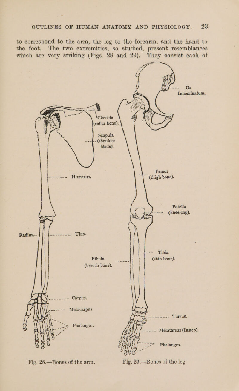 to correspond to the arm, the leg to the forearm, and the hand to the foot. The two extremities, so studied, present resemblances which are very striking (Figs. 28 and 29). They consist each of PS =J----- Os Innominatum. ‘Clavicle (collar bone). Scapula - (shoulder blade). Femur Humerus, | (thigh bone)- Patella ons os (knee-cap). Ulna +--- Tibia Pibula, 3 oy (shin bone). (brooch bone). Carpus Metacarpus ee arenes Tarsus Phalanges. Fig. 28.—Bones of the arm. Fig. 29.—Bones of the leg.